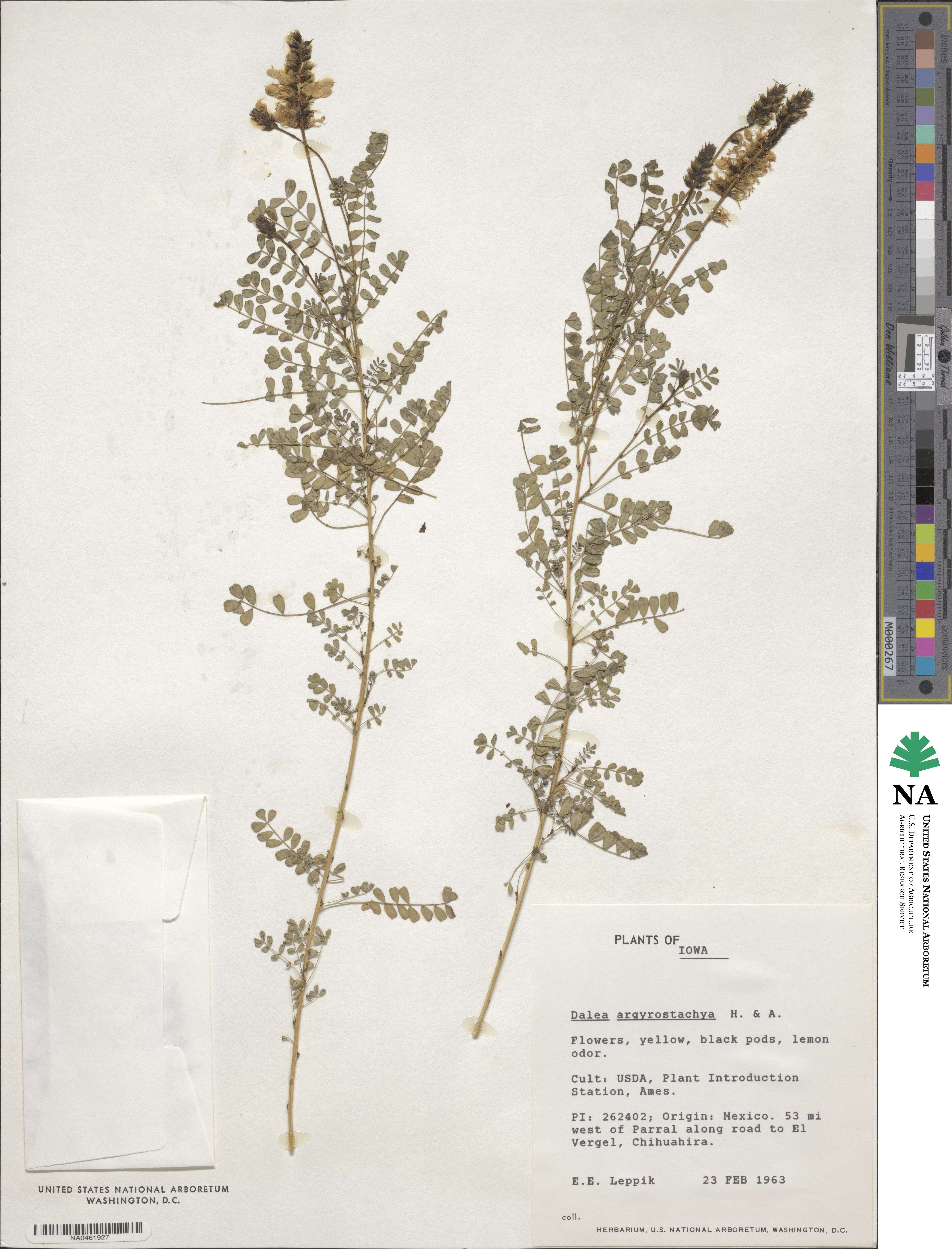 Dalea versicolor subsp. argyrostachya image