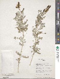 Dalea versicolor subsp. argyrostachya image