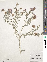 Dalea frutescens image