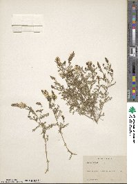 Dalea albiflora image