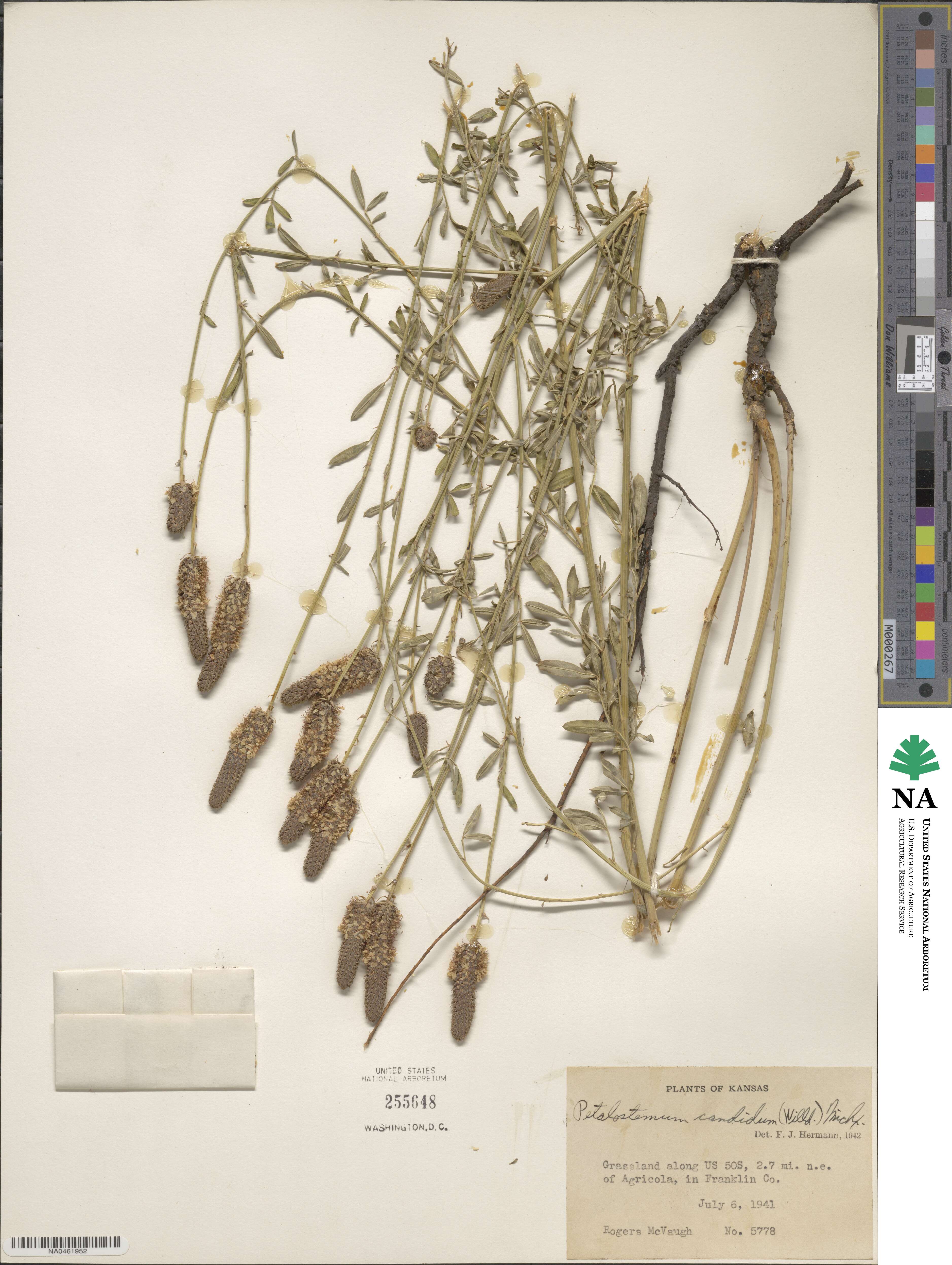 Dalea candida image
