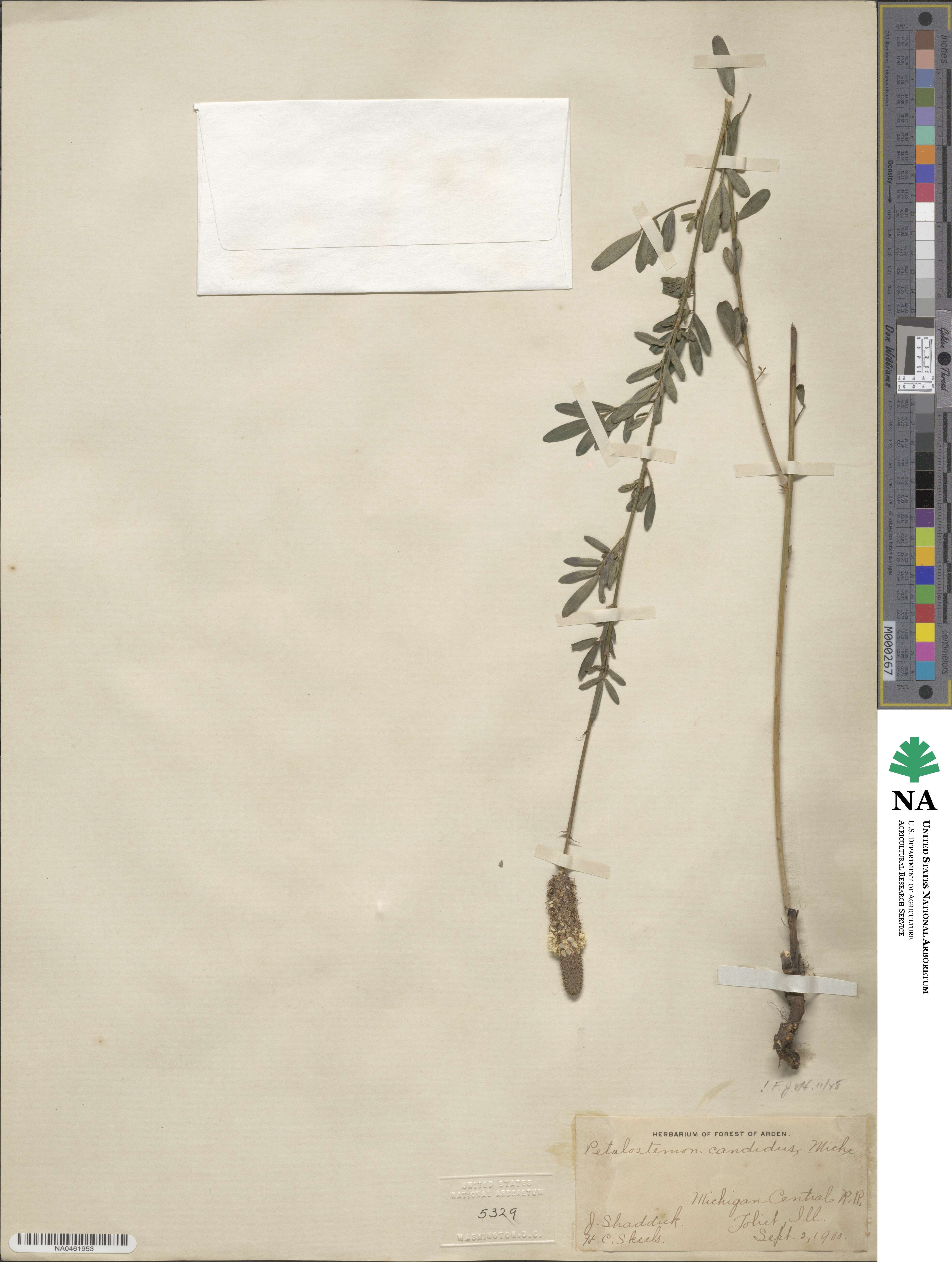 Dalea candida image
