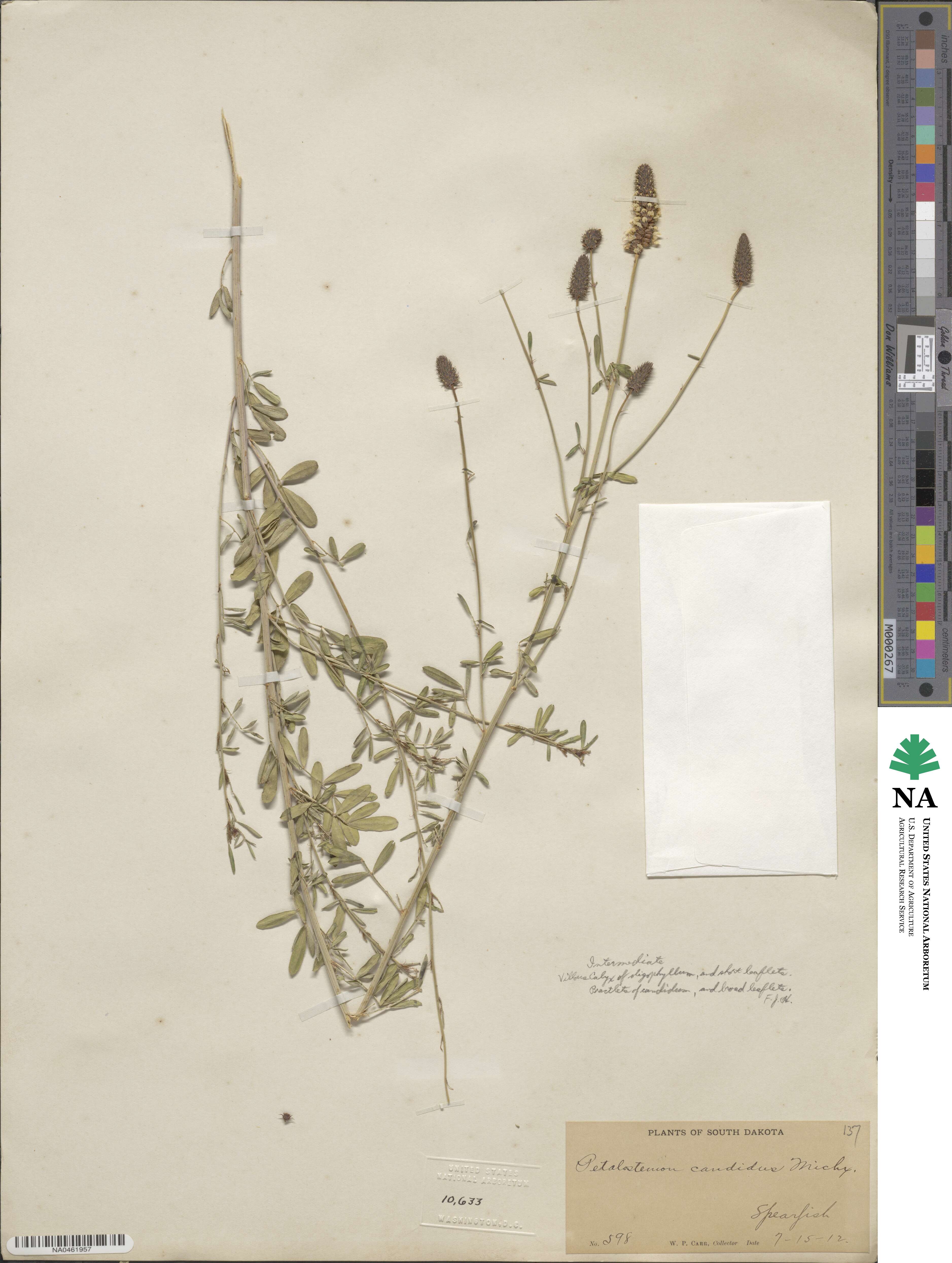 Dalea candida image
