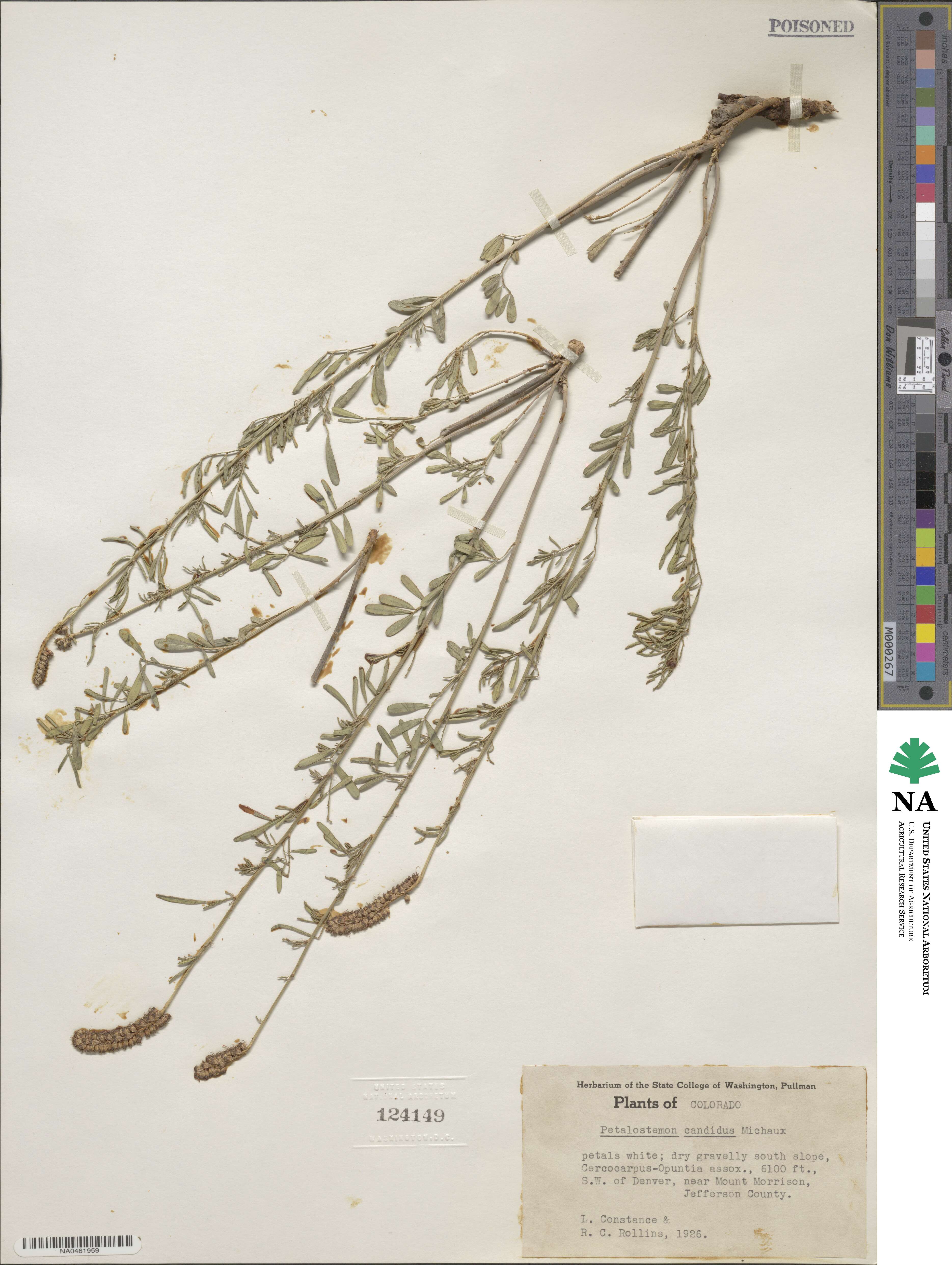 Dalea candida image