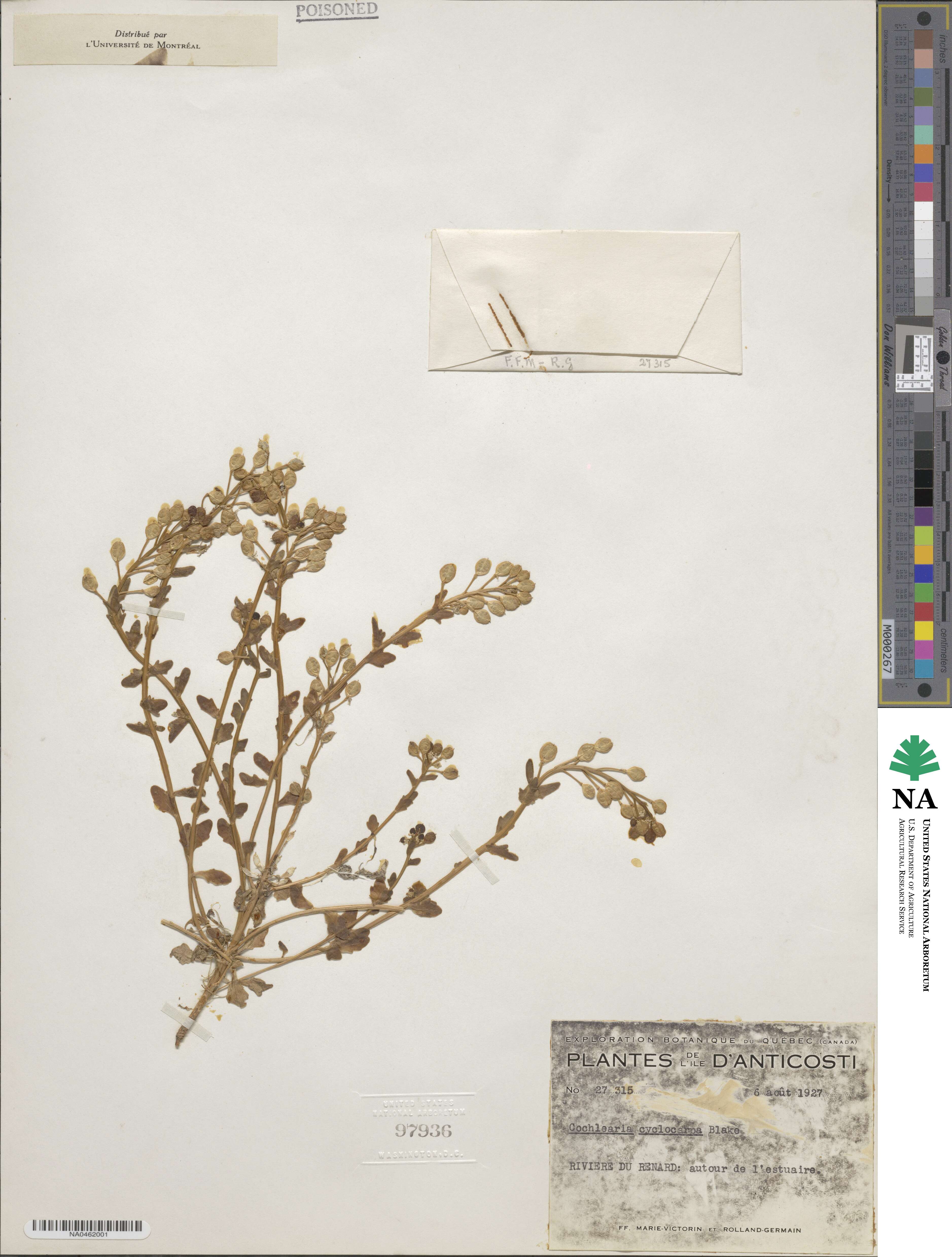 Cochlearia tridactylites image