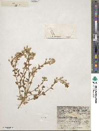Image of Cochlearia tridactylites