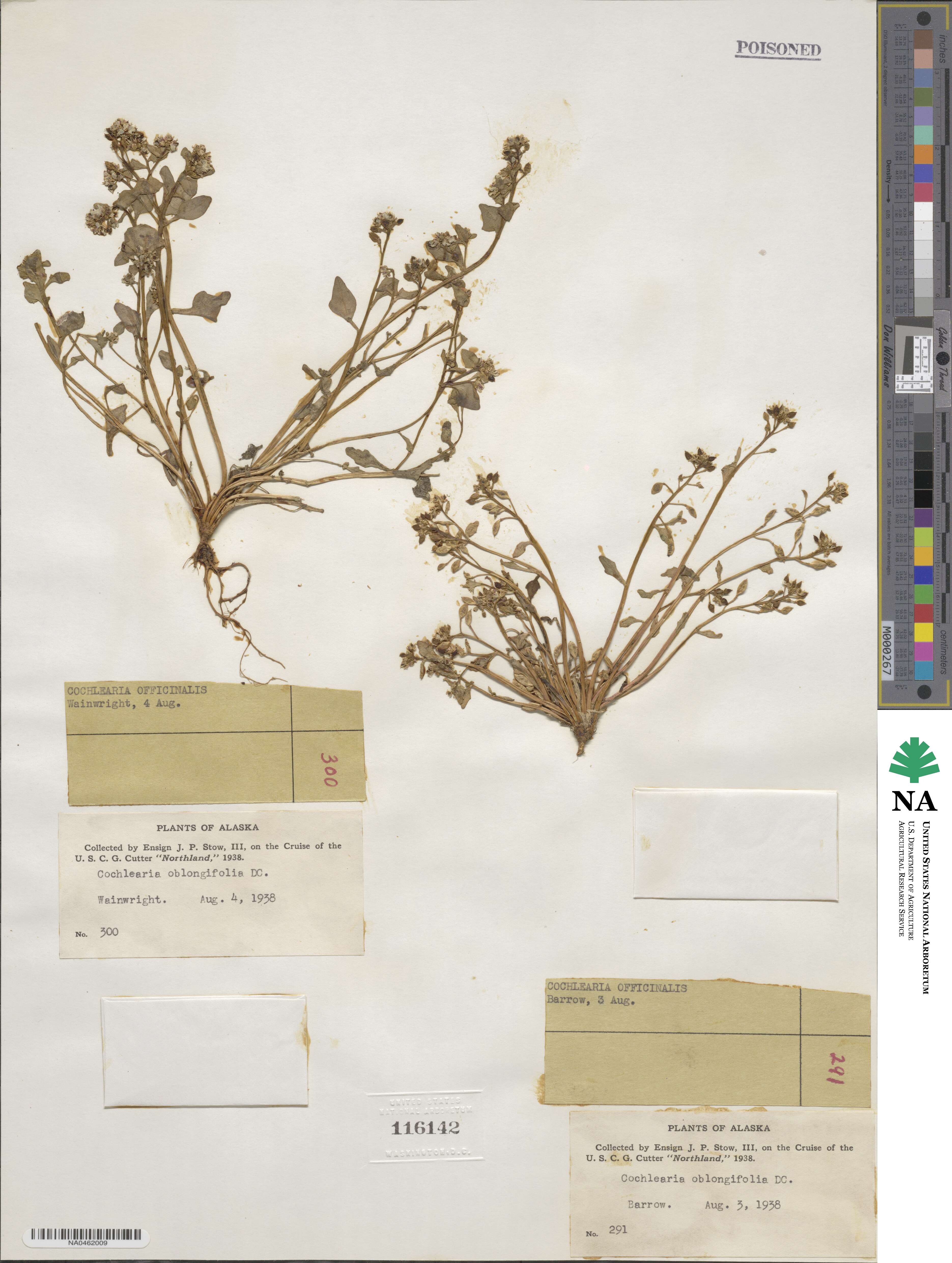 Cochlearia groenlandica image