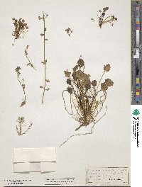 Cochlearia tridactylites image