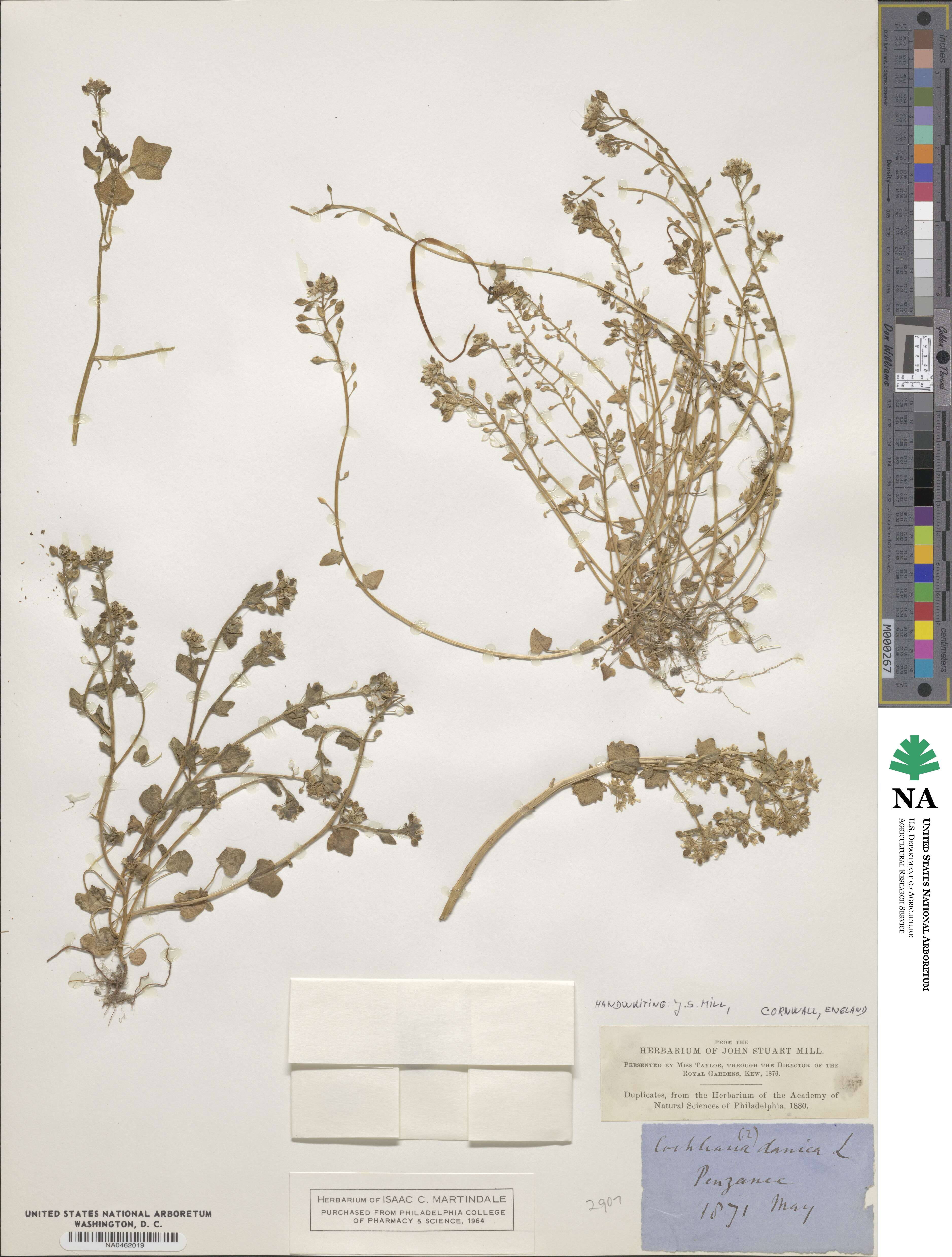 Cochlearia danica image
