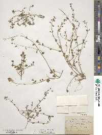 Cochlearia danica image