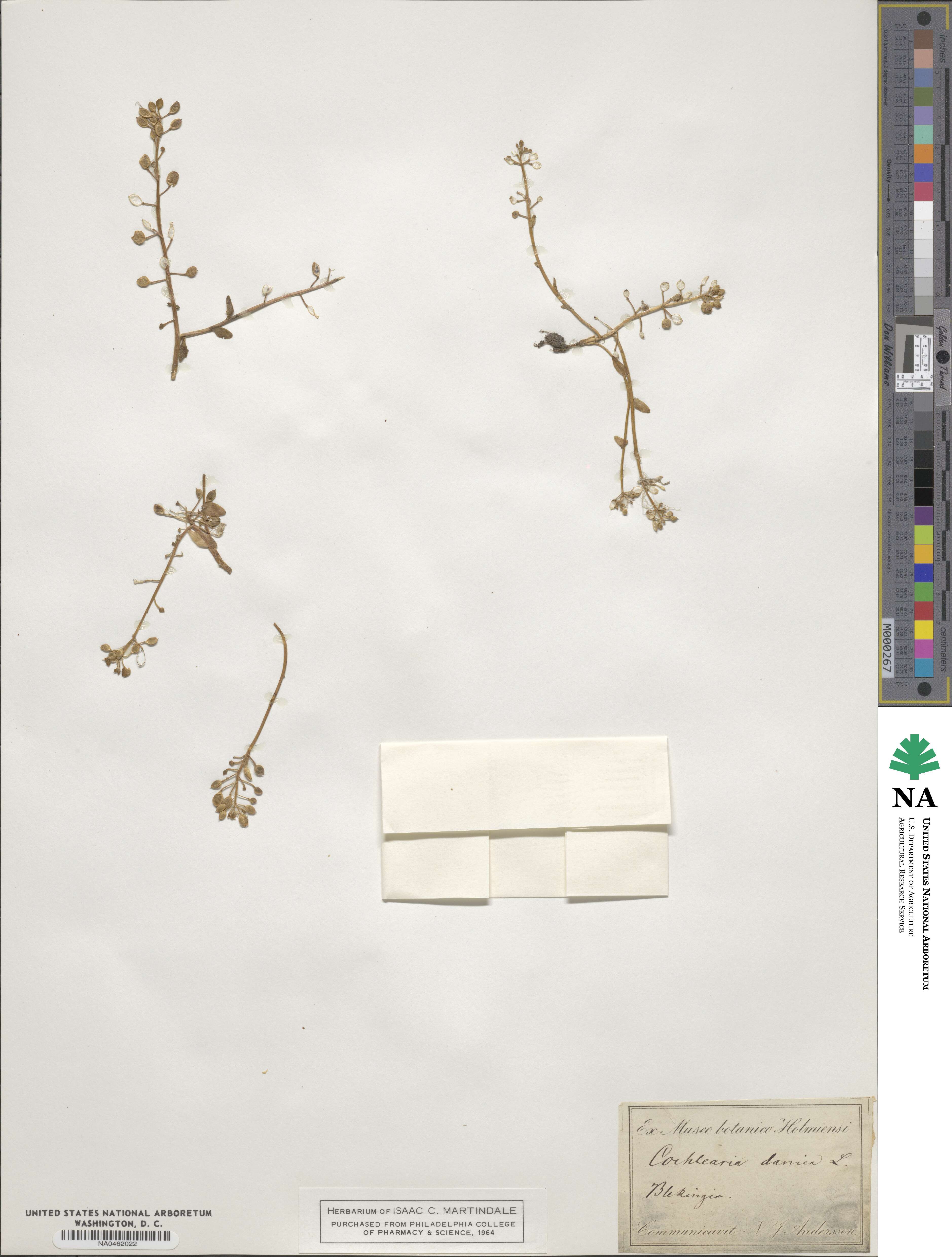 Cochlearia danica image
