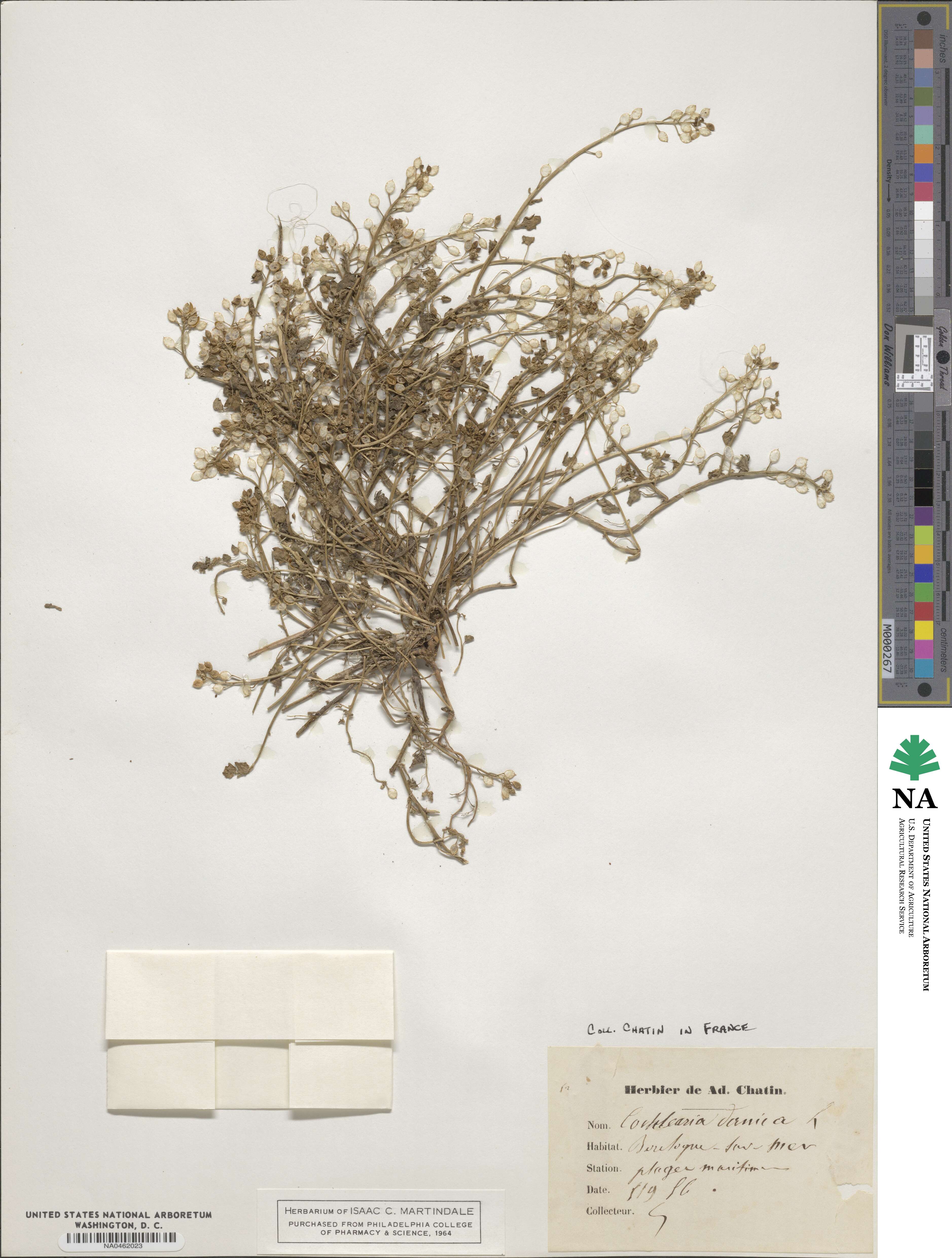 Cochlearia danica image