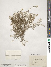 Cochlearia danica image