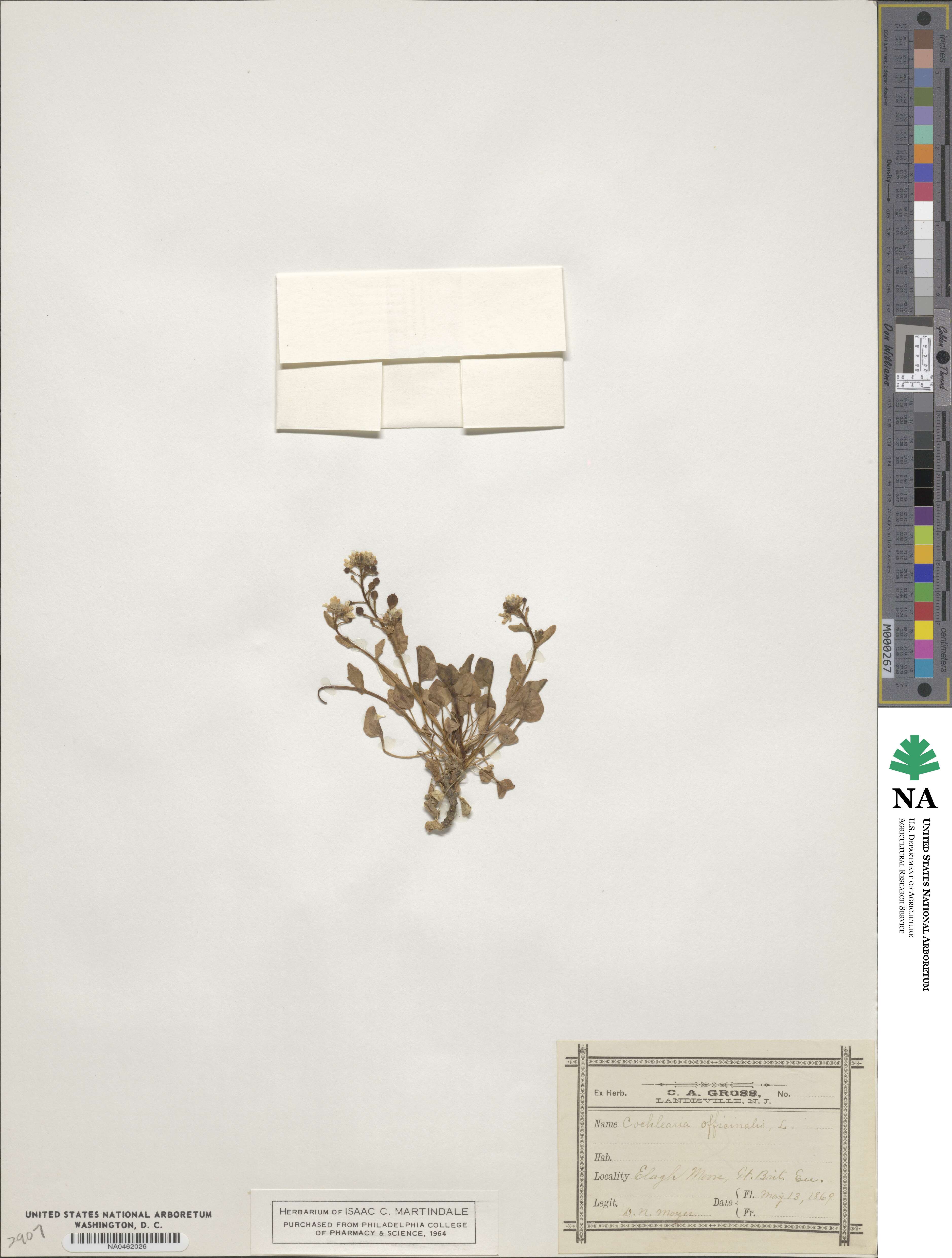 Cochlearia officinalis image