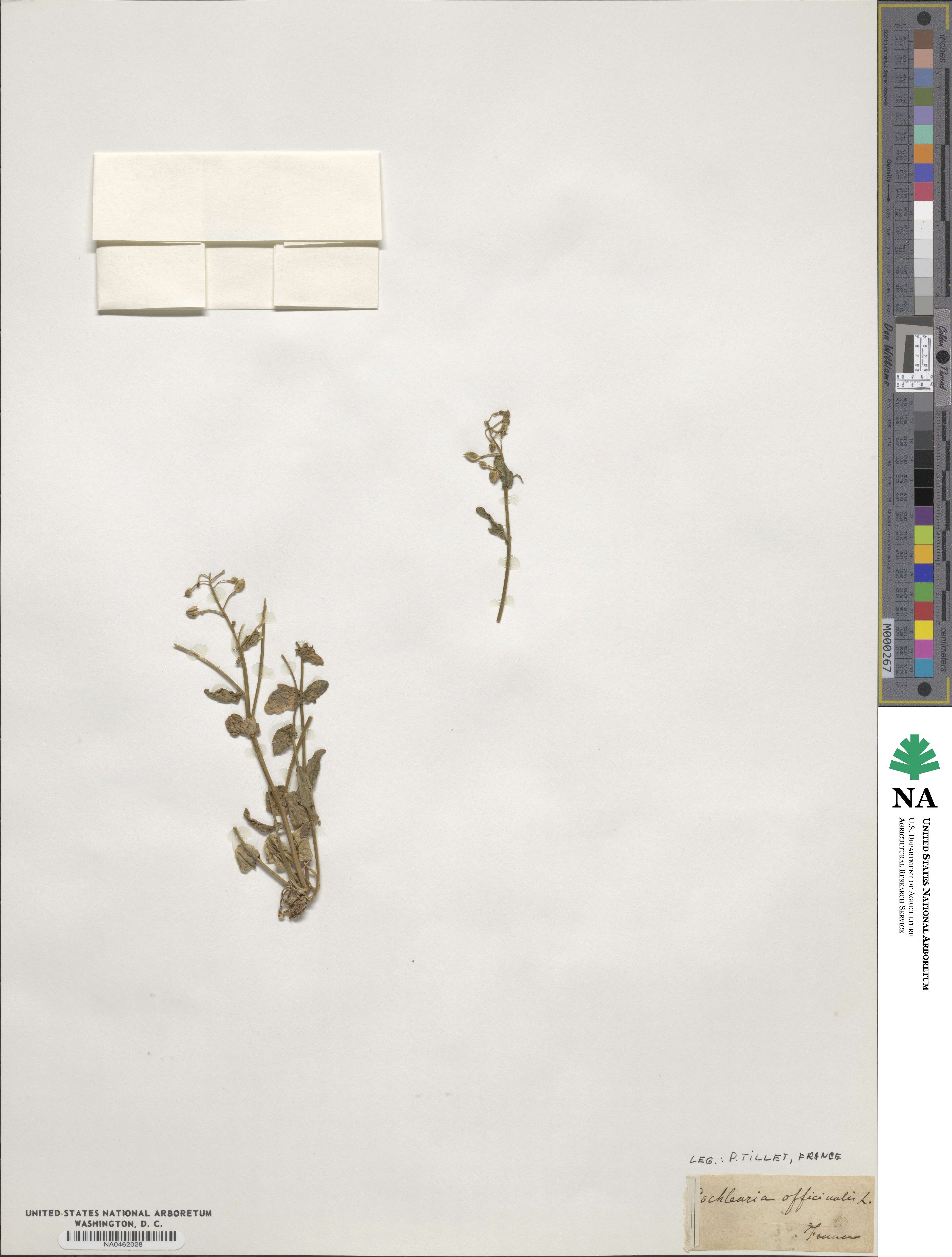 Cochlearia officinalis image