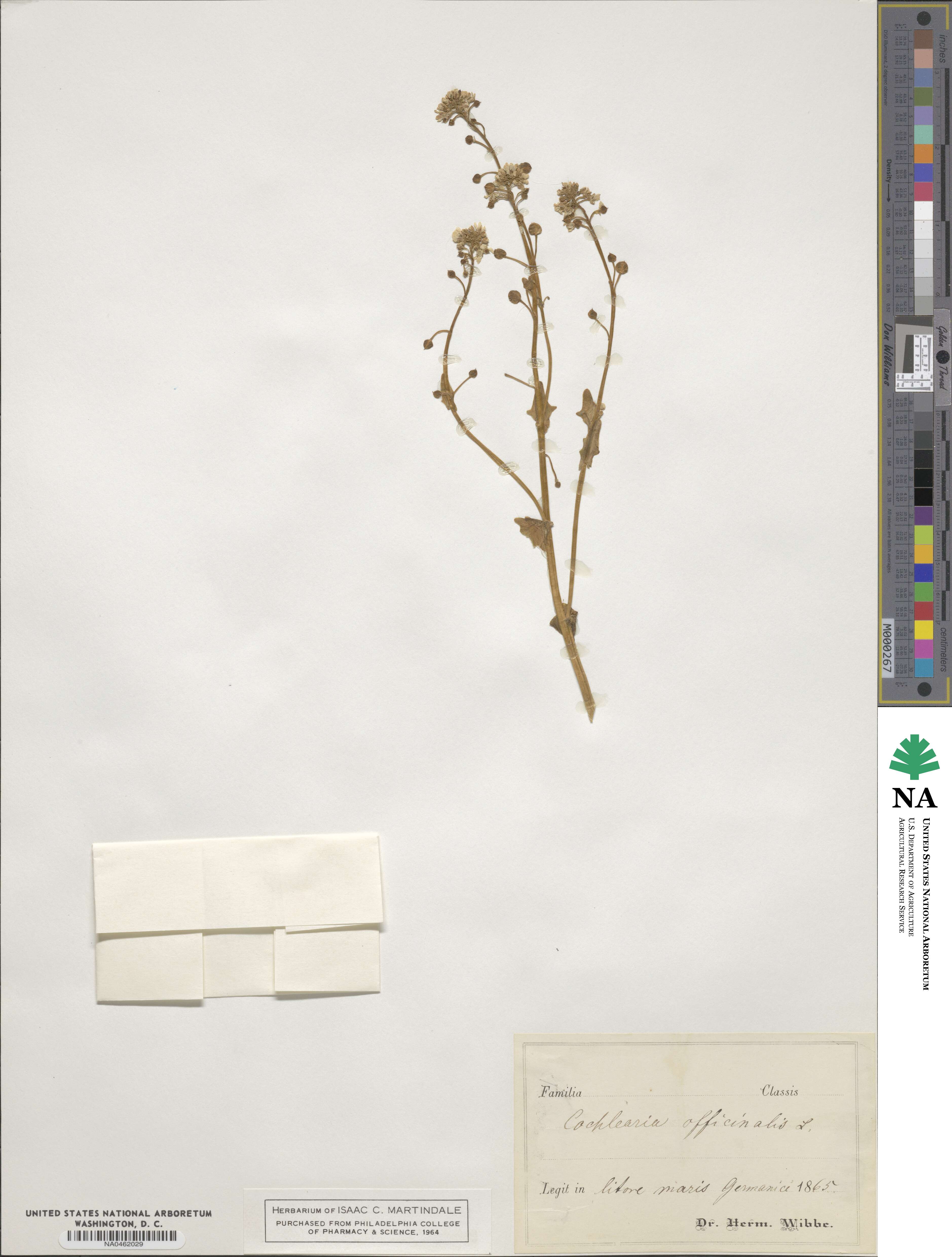 Cochlearia image