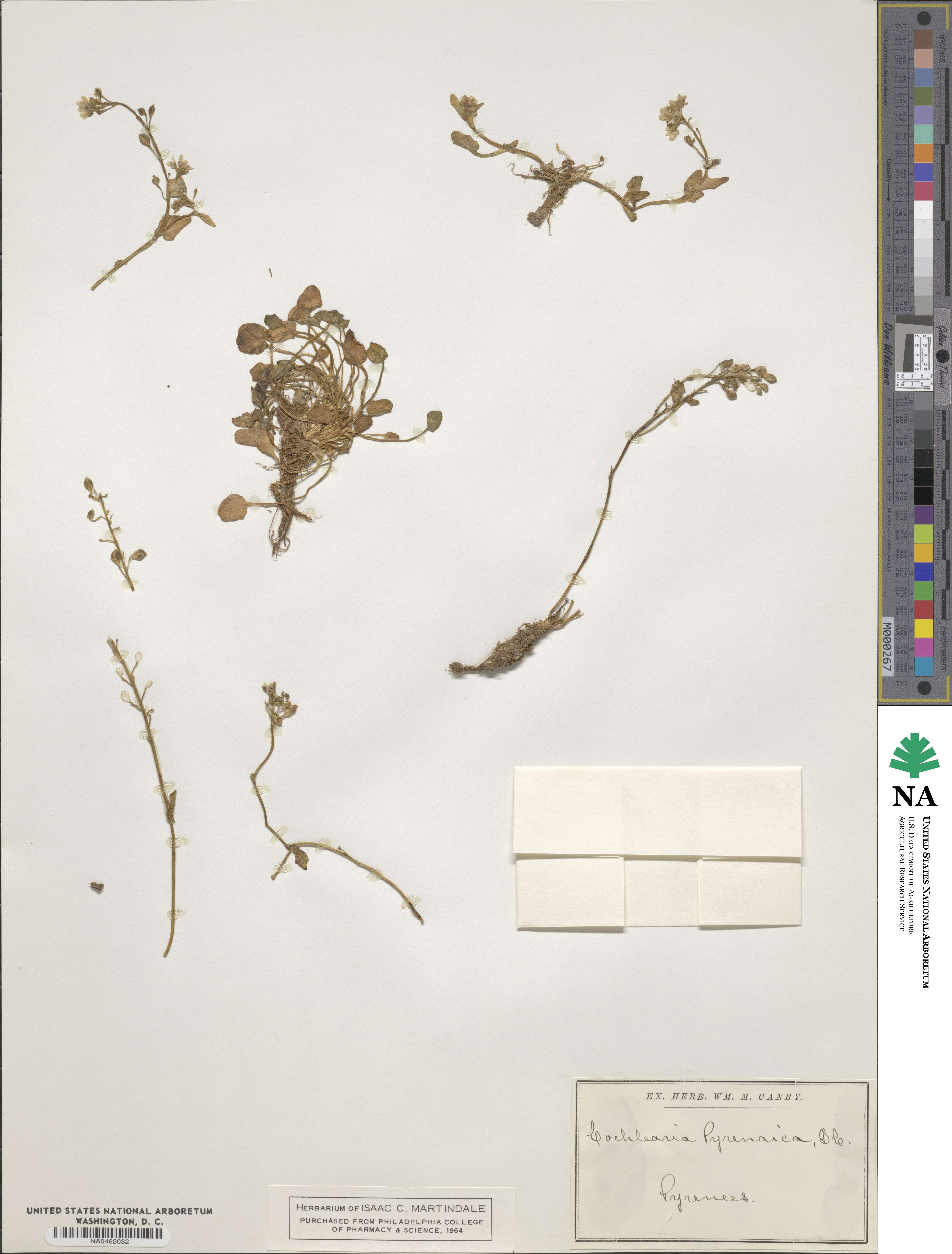Cochlearia pyrenaica image