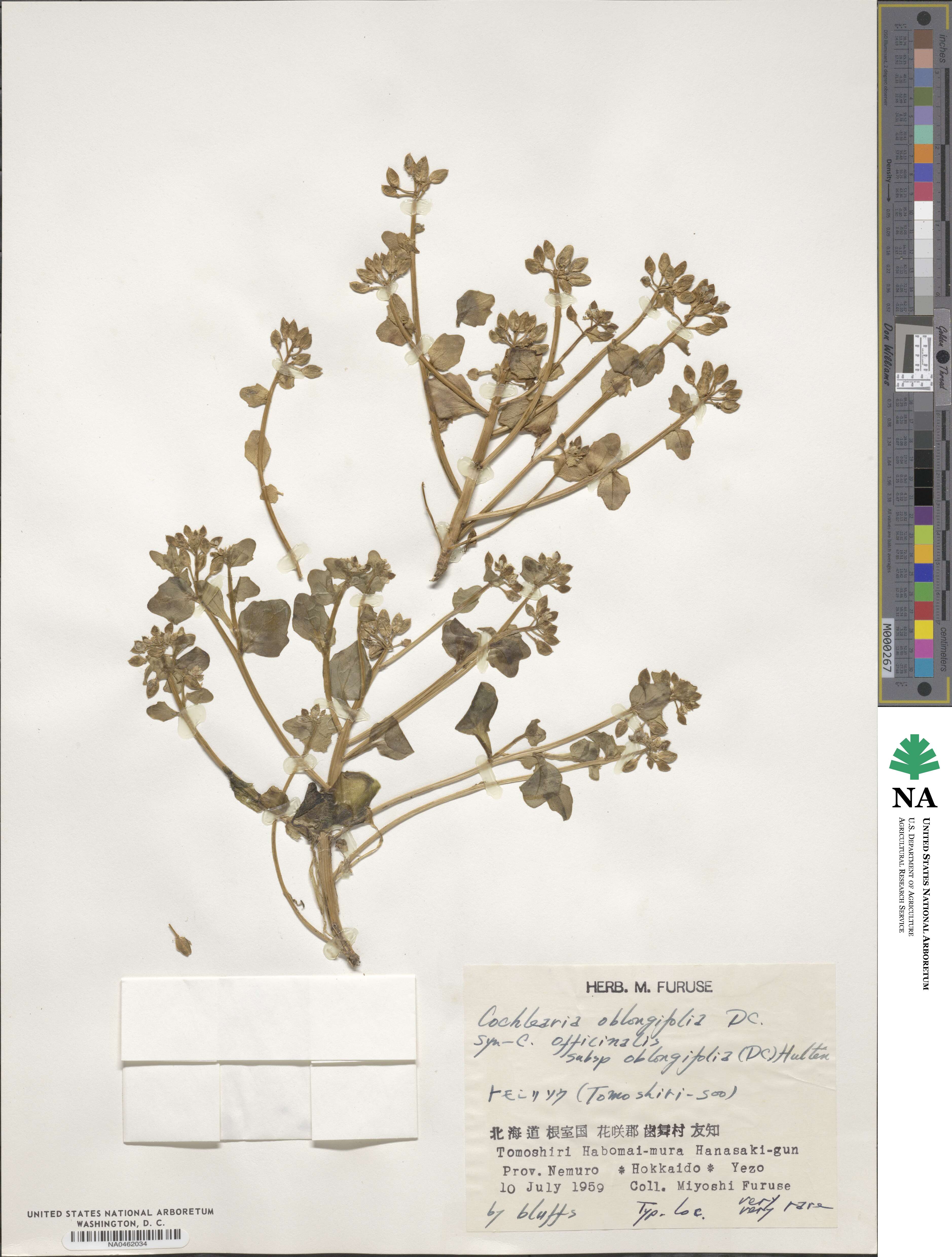 Cochlearia groenlandica image