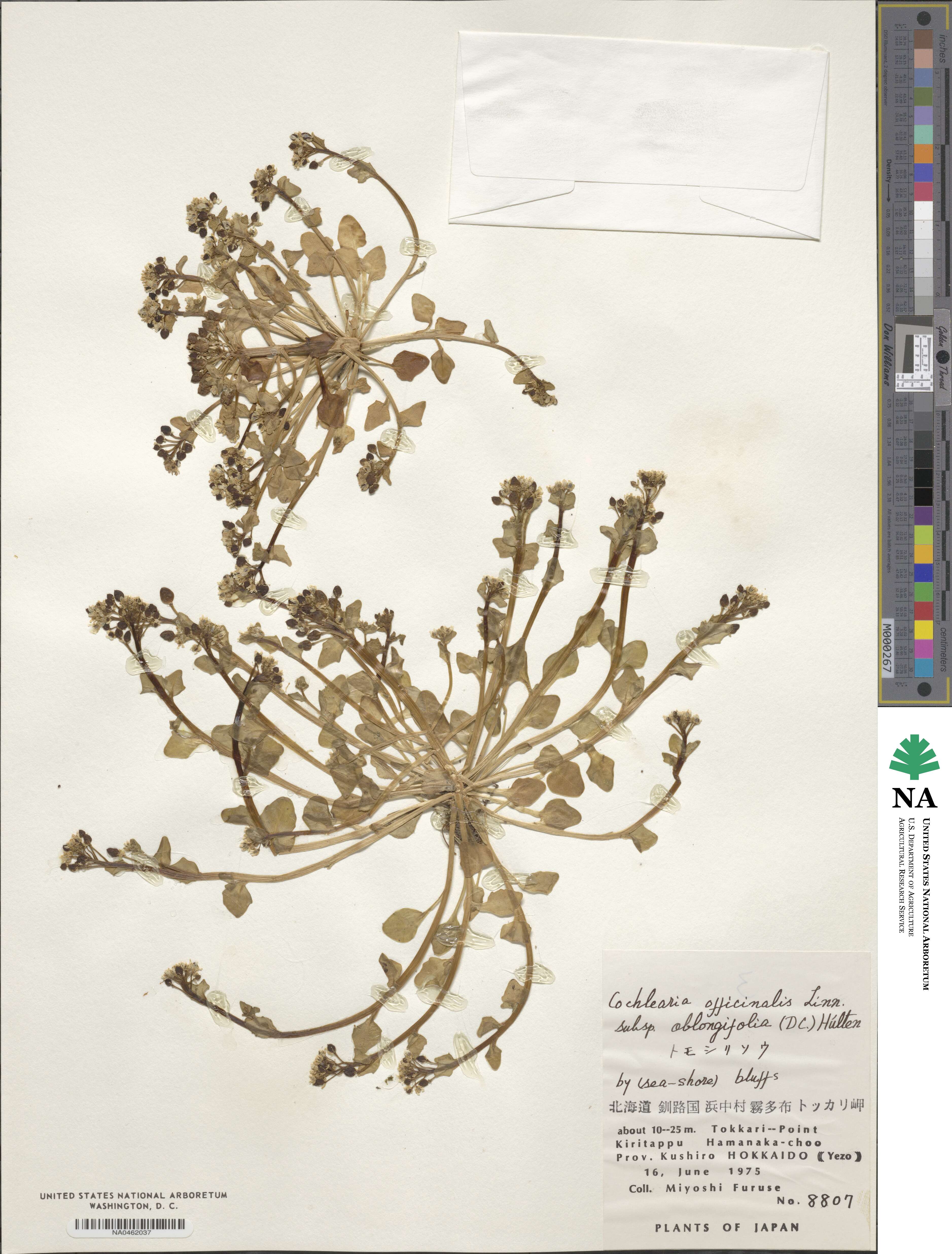 Cochlearia groenlandica image