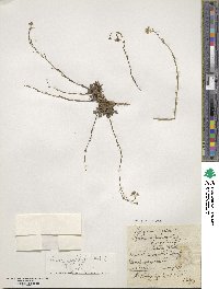 Image of Kernera saxatilis