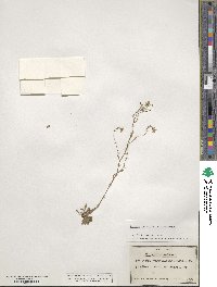 Kernera saxatilis image