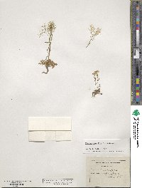 Kernera saxatilis image