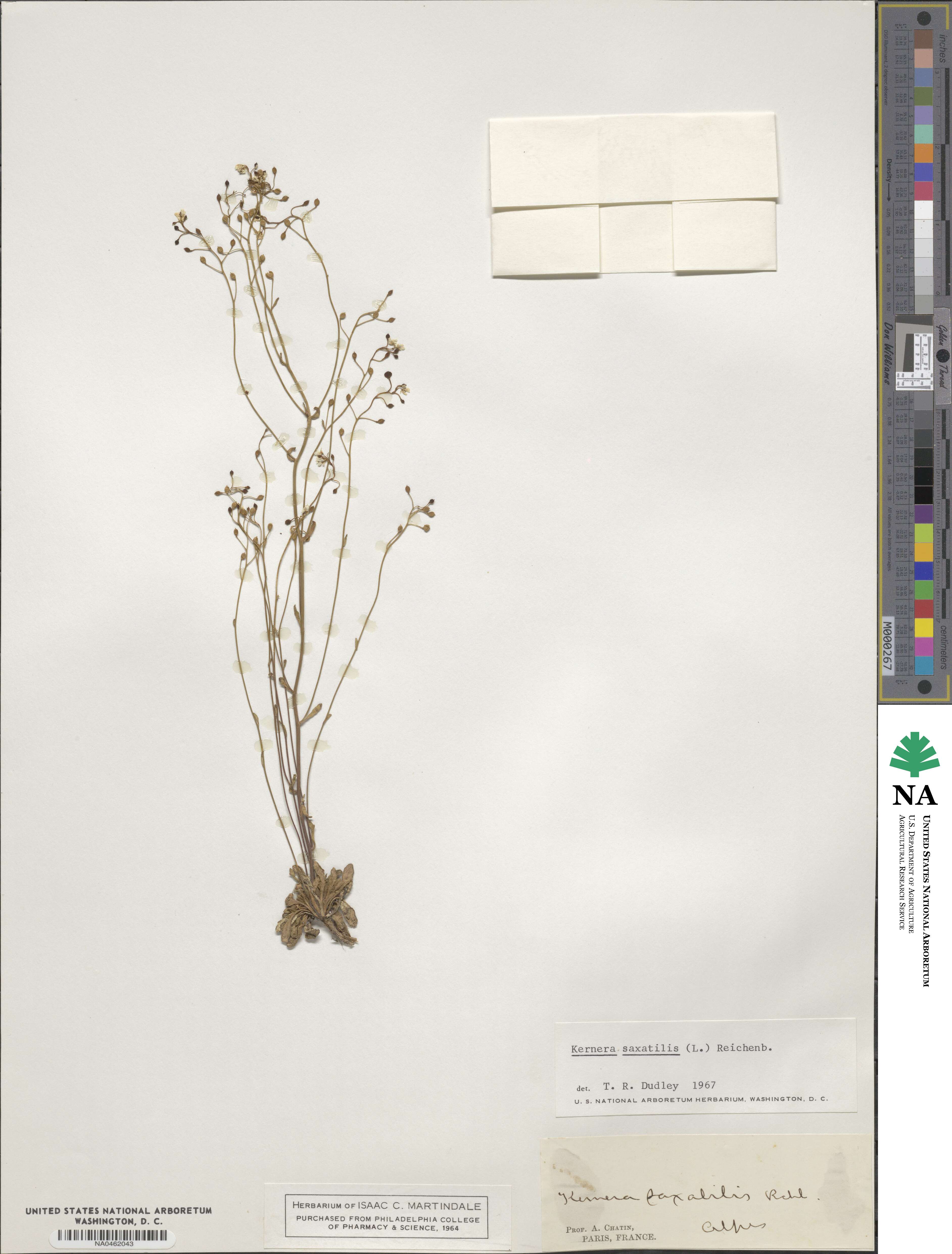 Kernera saxatilis image