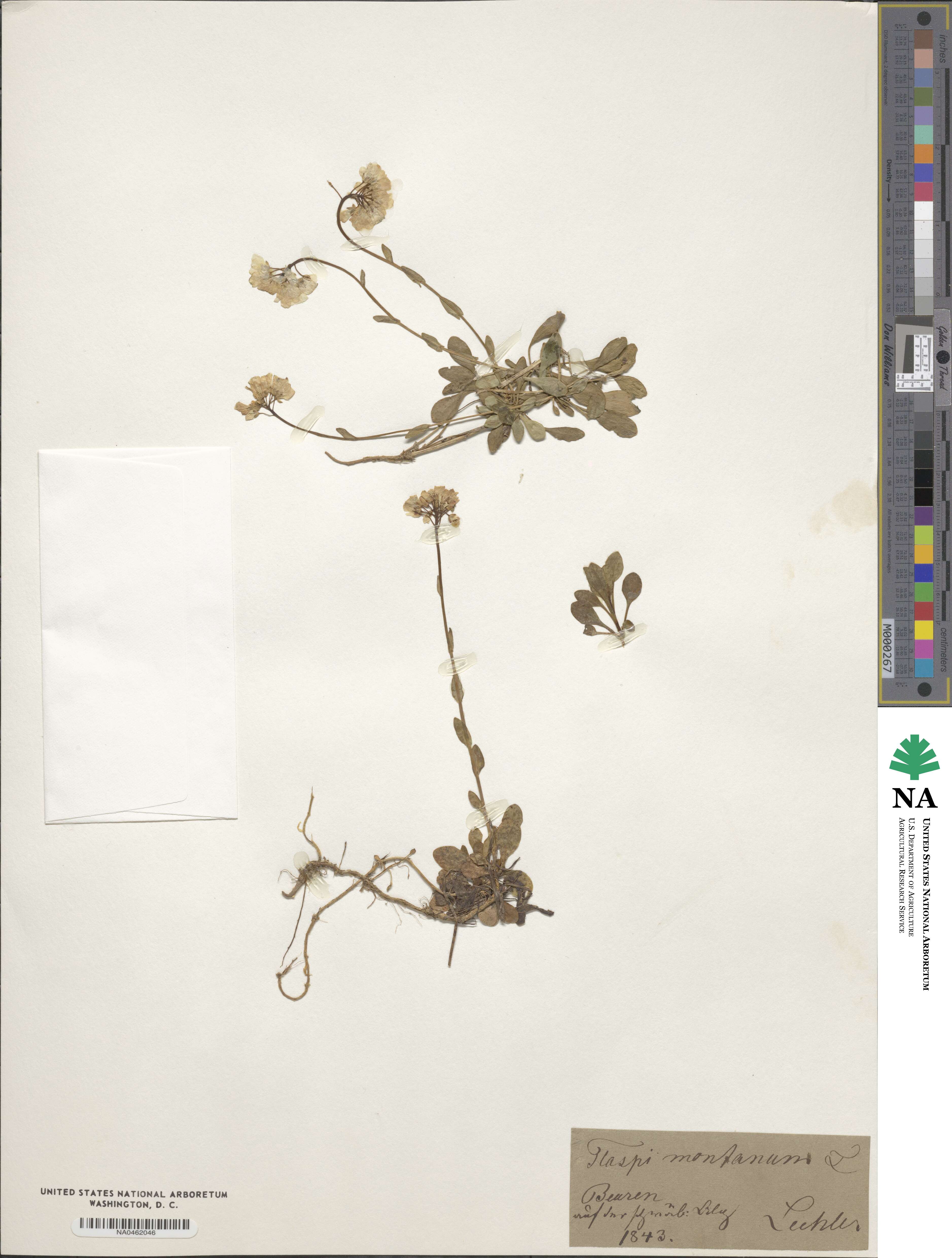 Noccaea montana image