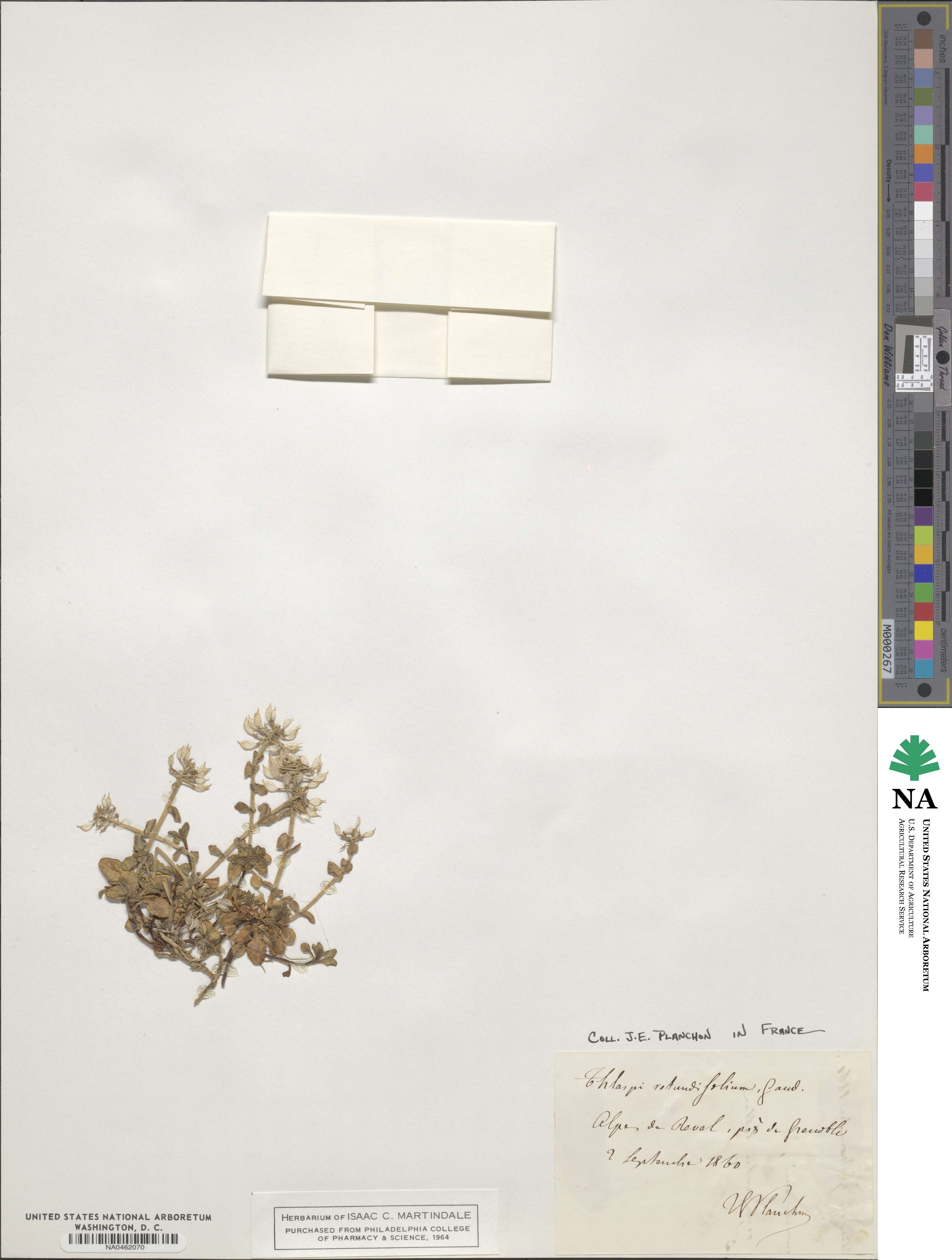 Noccaea rotundifolia image