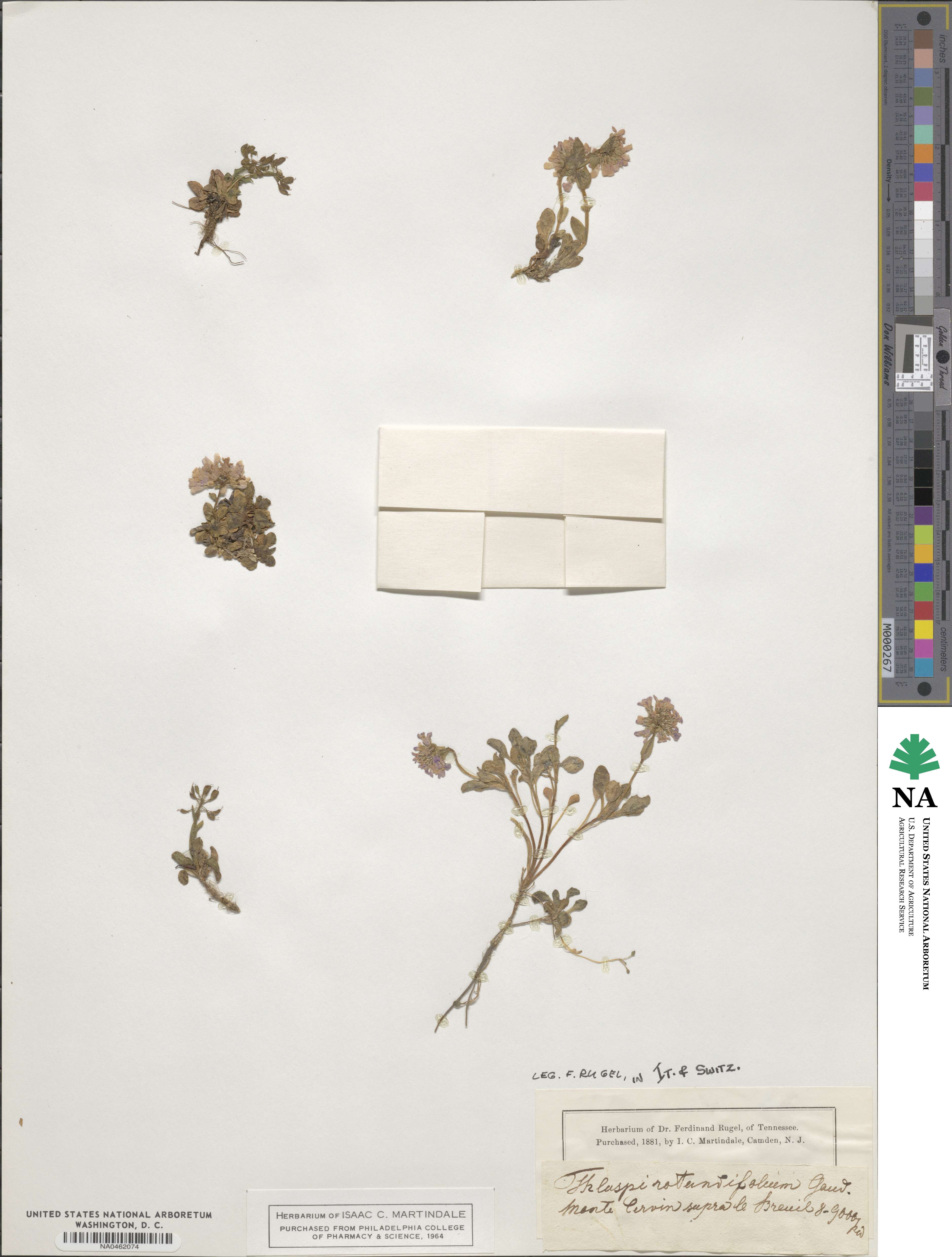 Noccaea rotundifolia image