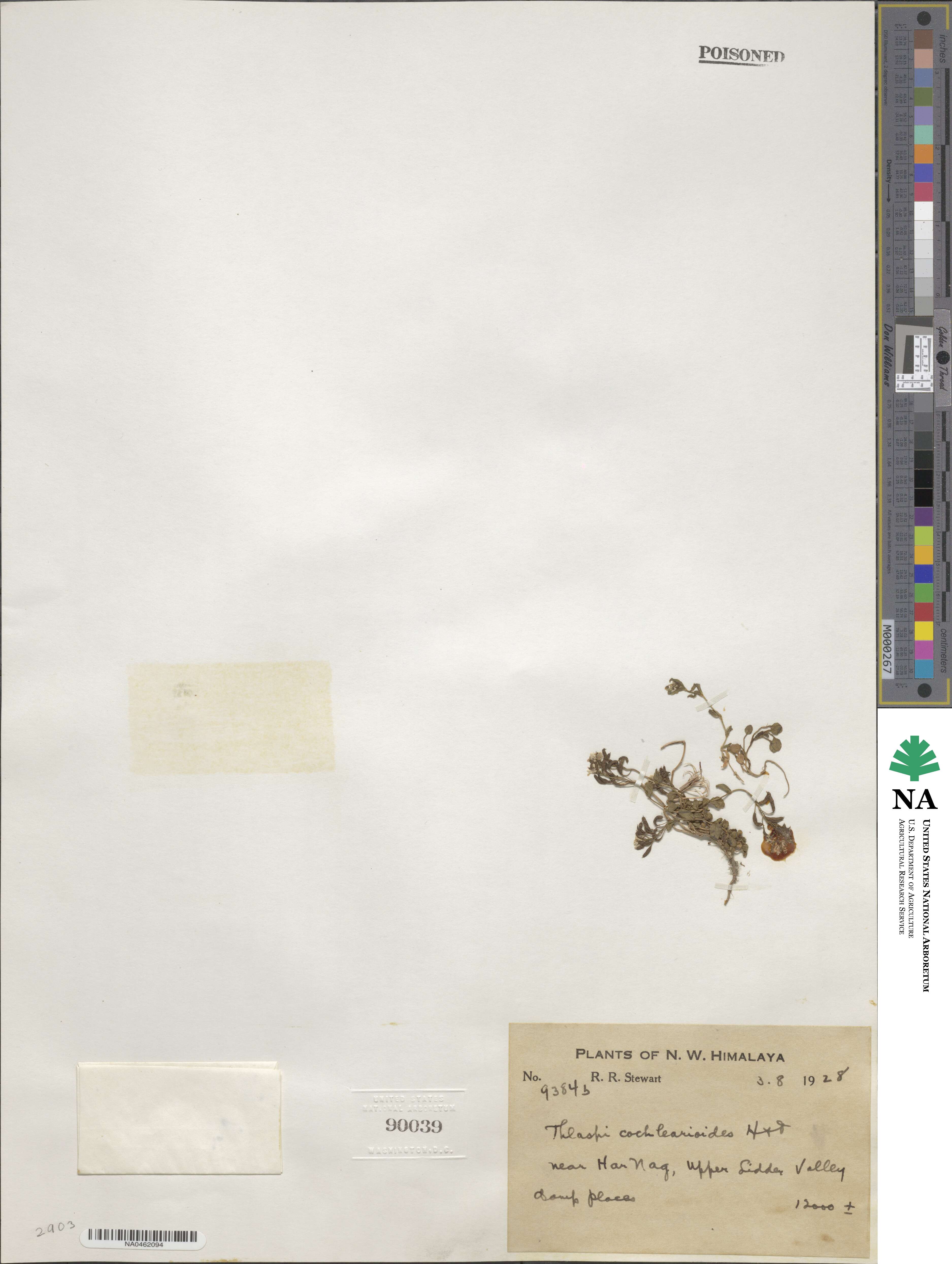 Noccaea cochlearioides image