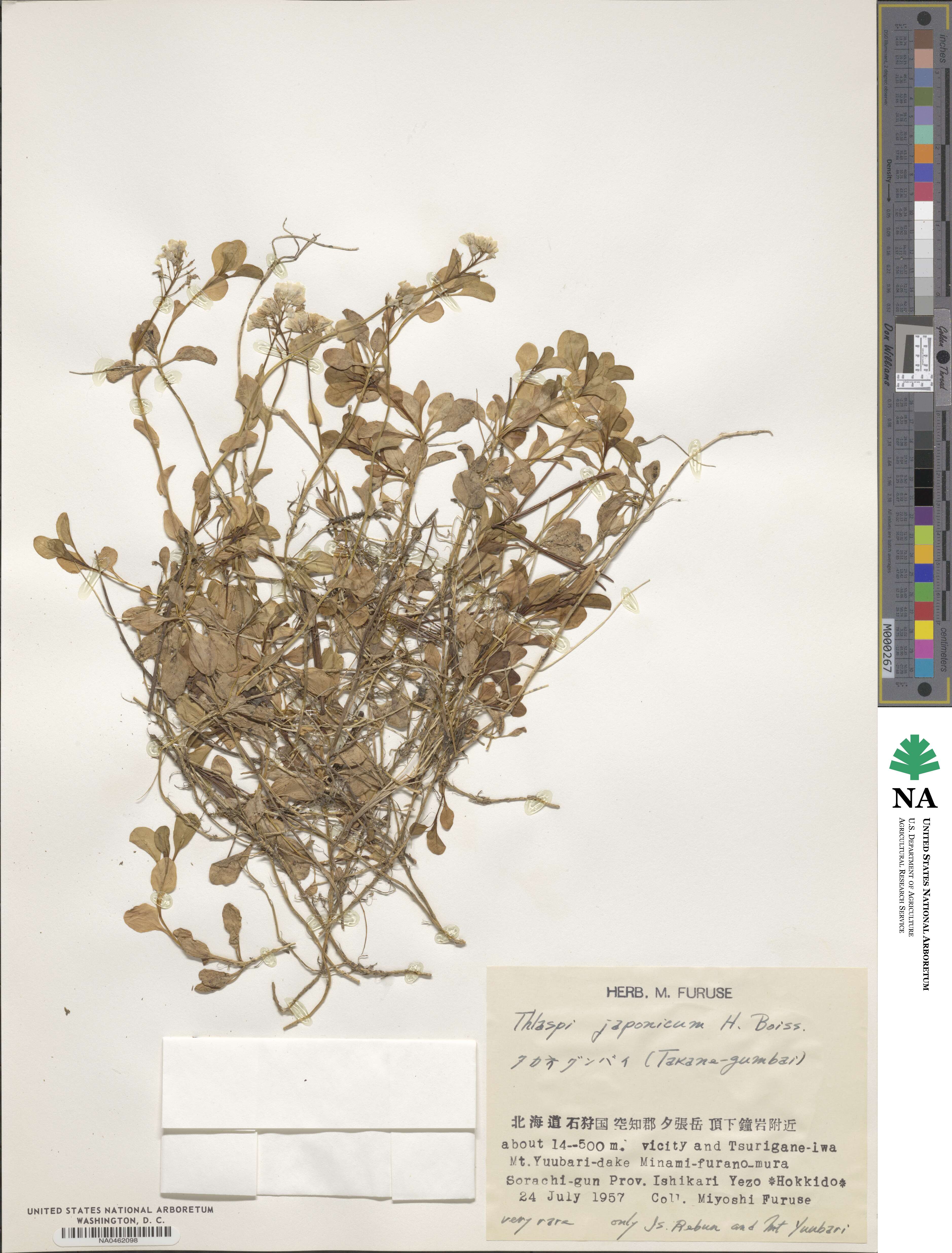 Noccaea japonica image