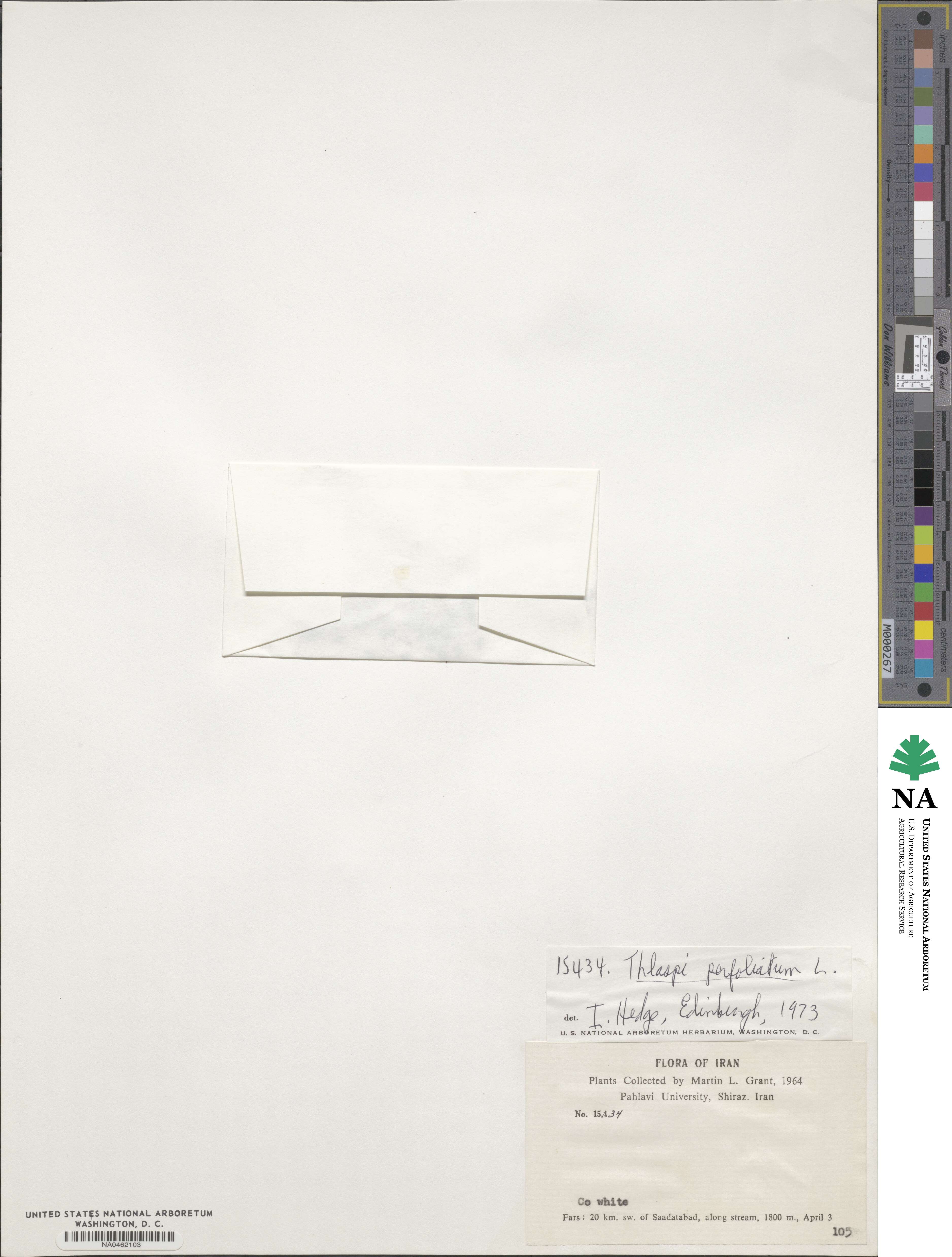 Noccaea perfoliata image
