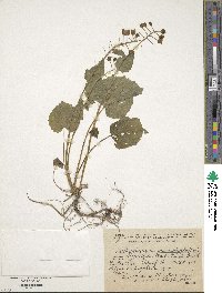 Image Associated With the Occurence