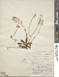 Noccaea magellanica image