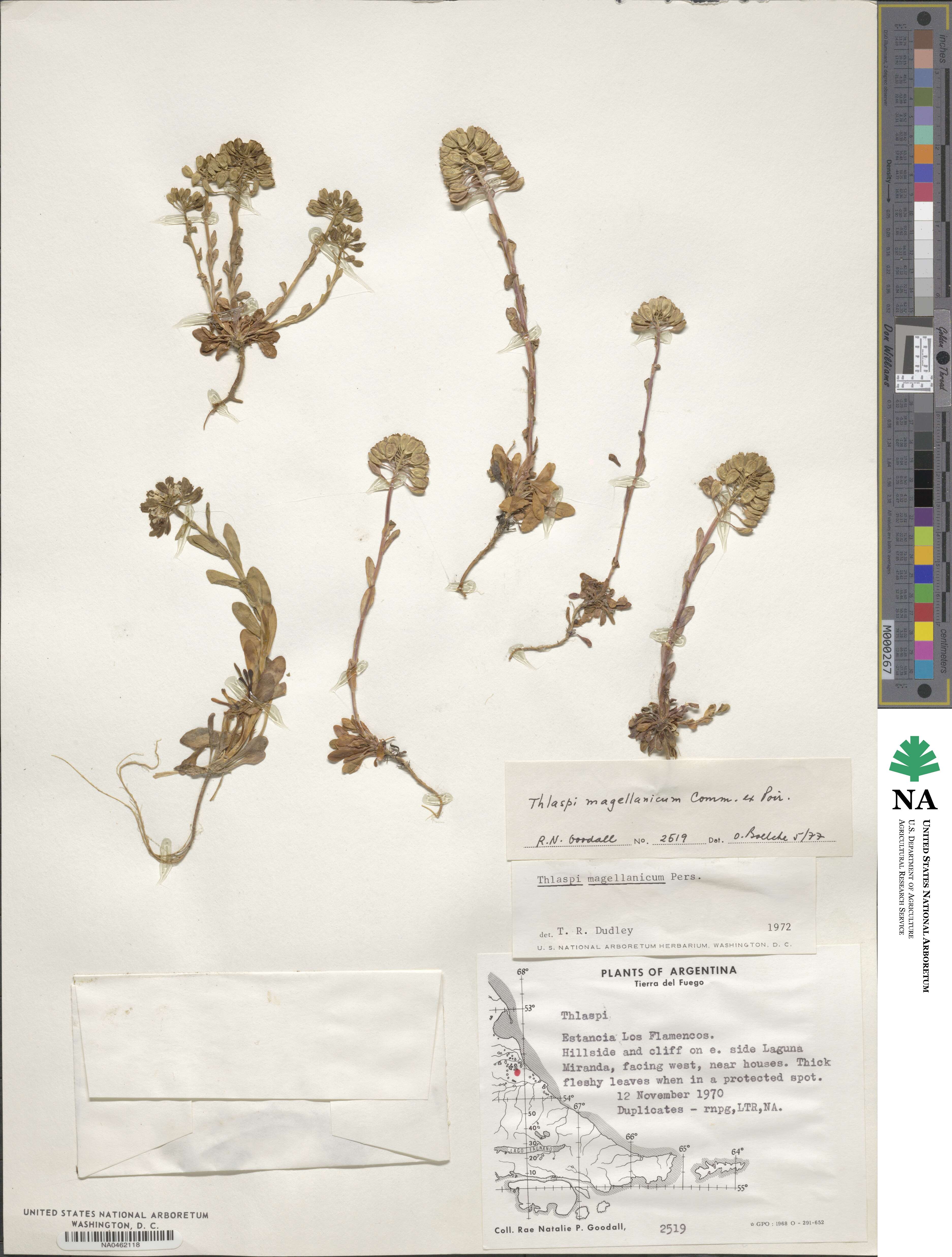 Noccaea magellanica image