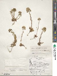 Noccaea magellanica image