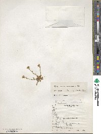 Noccaea magellanica image