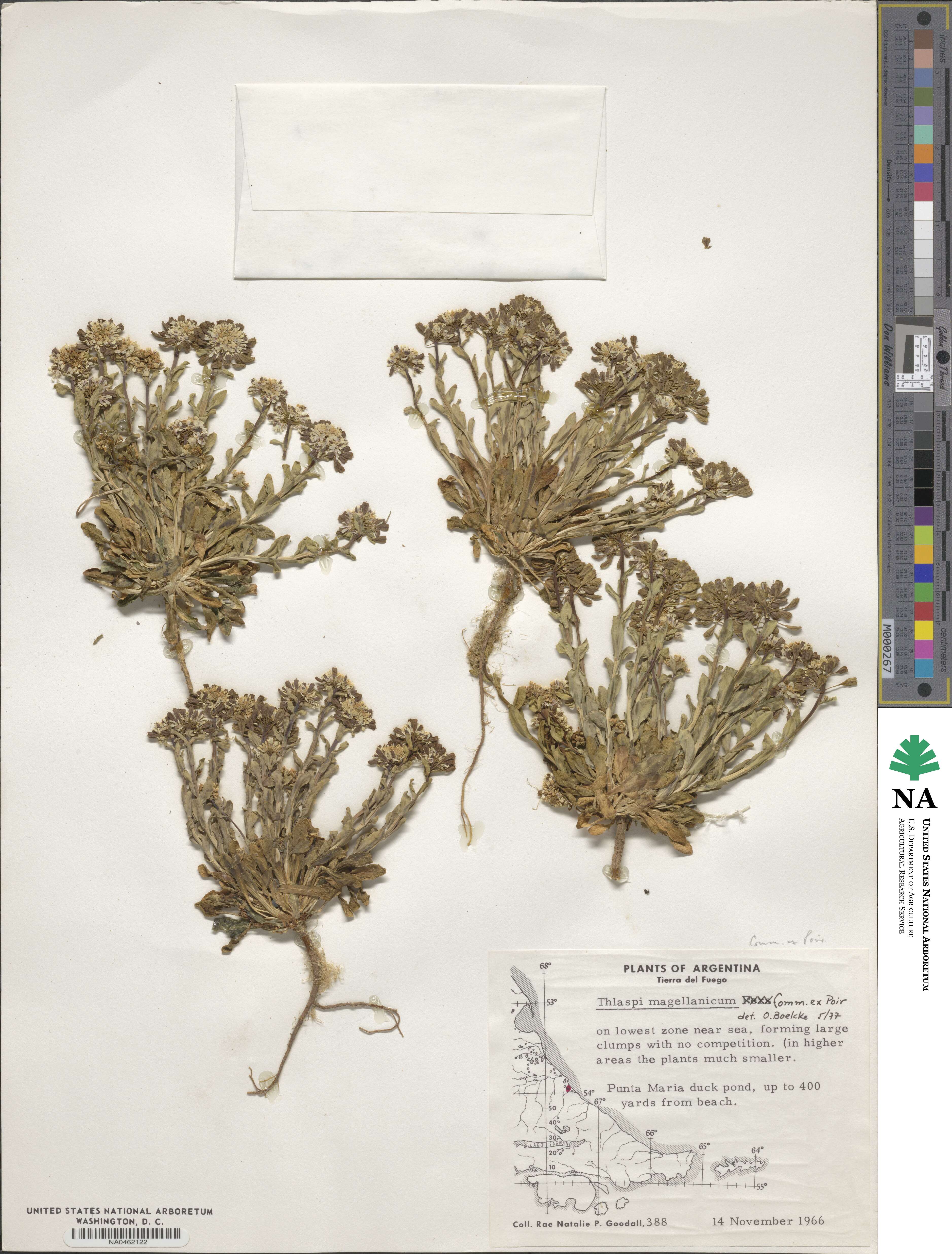 Noccaea magellanica image