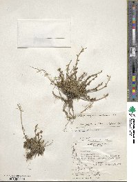 Noccaea magellanica image