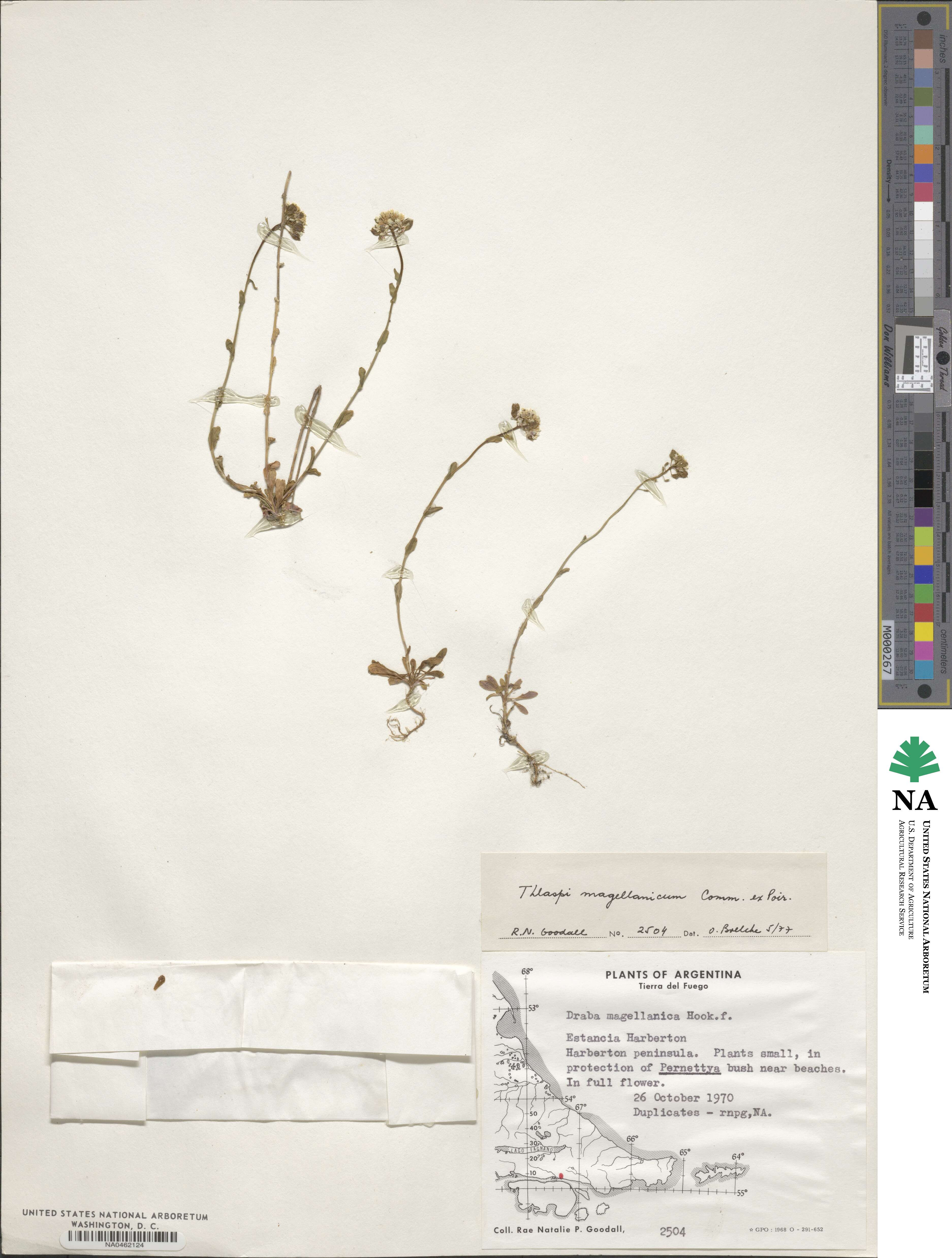 Noccaea magellanica image