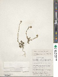 Noccaea magellanica image