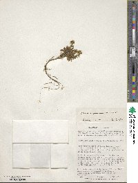 Noccaea magellanica image