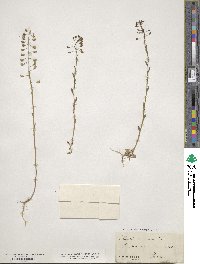 Mummenhoffia alliacea image