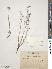 Noccaea jankae image