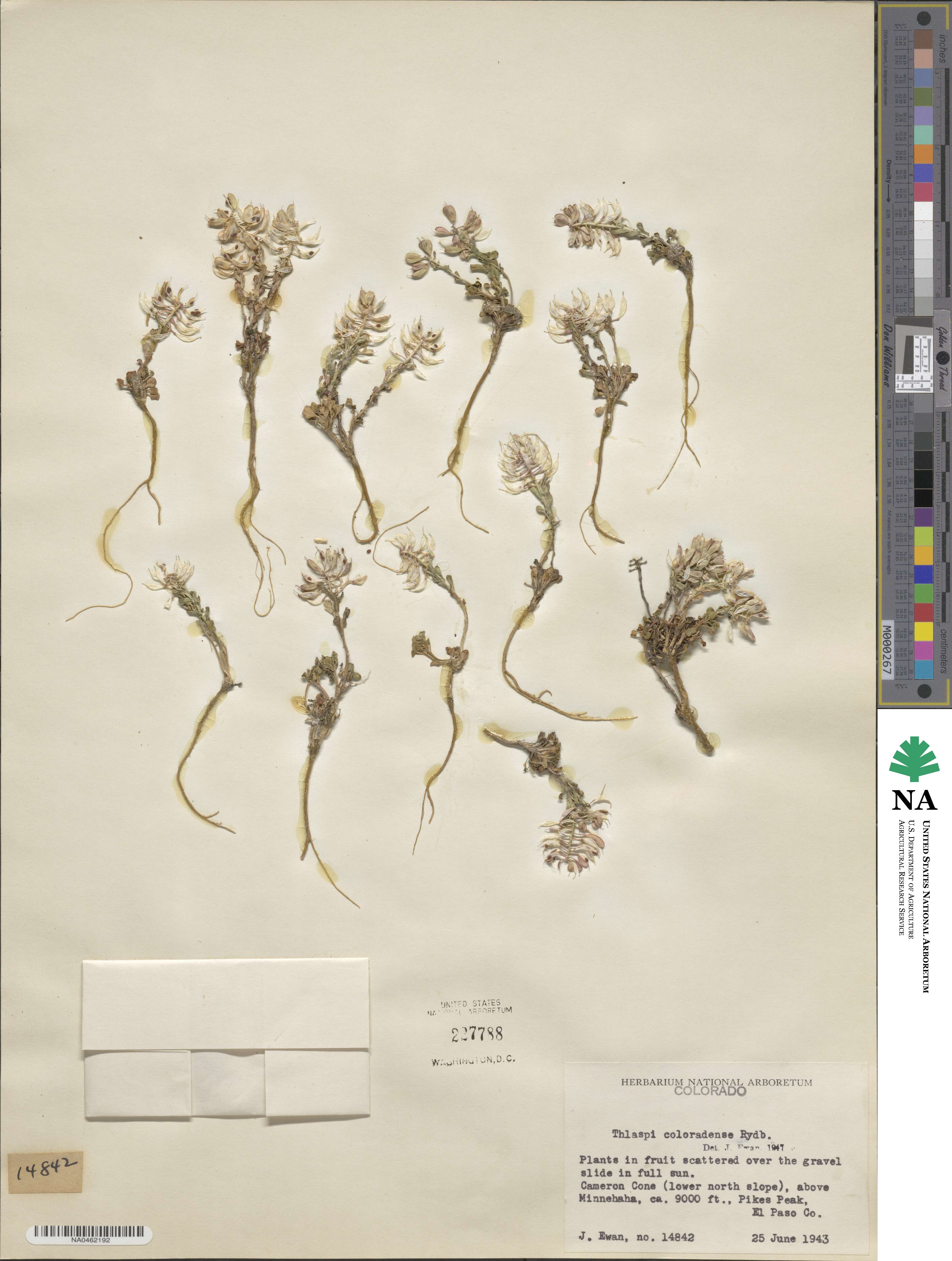 Thlaspi coloradense image