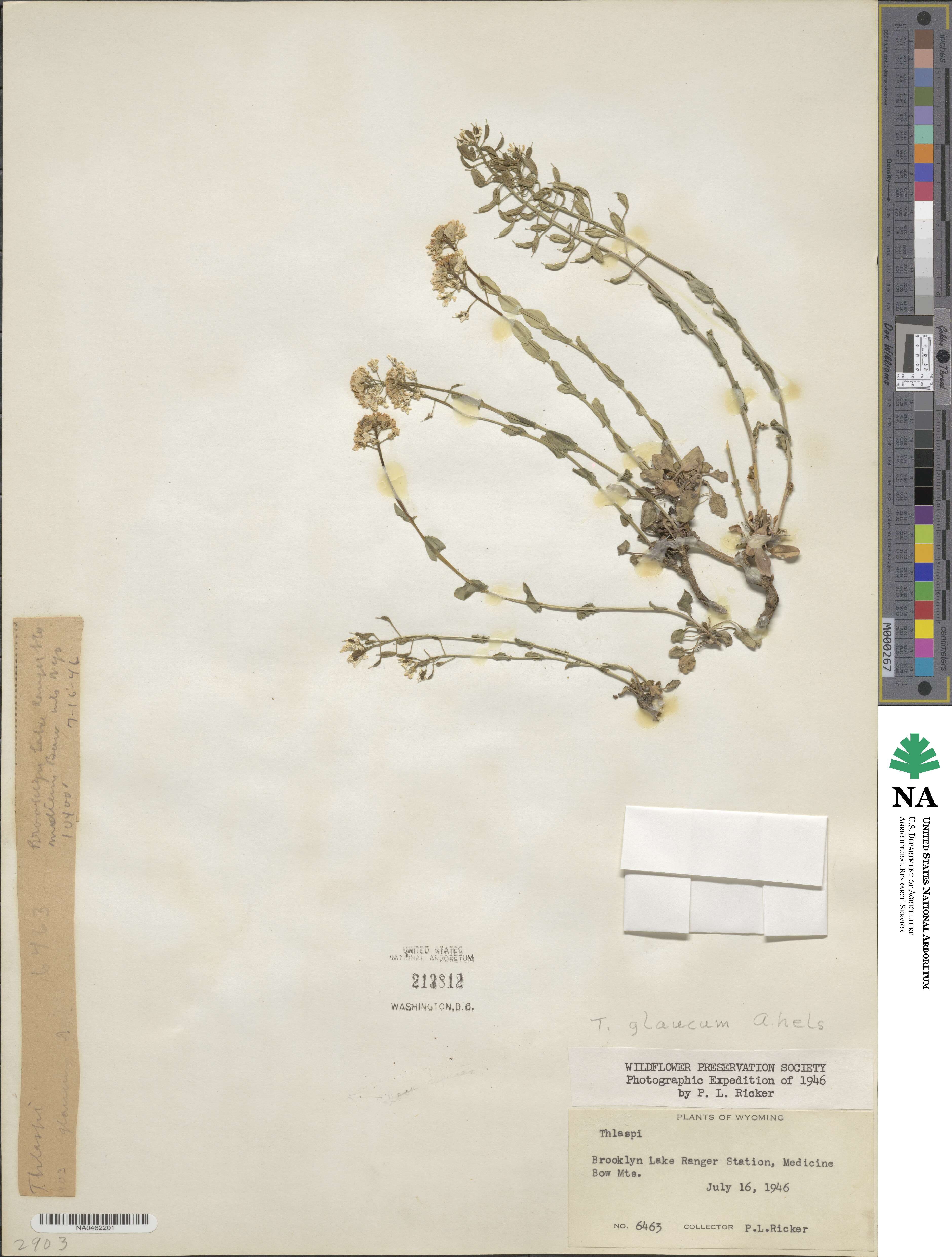 Thlaspi glaucum image