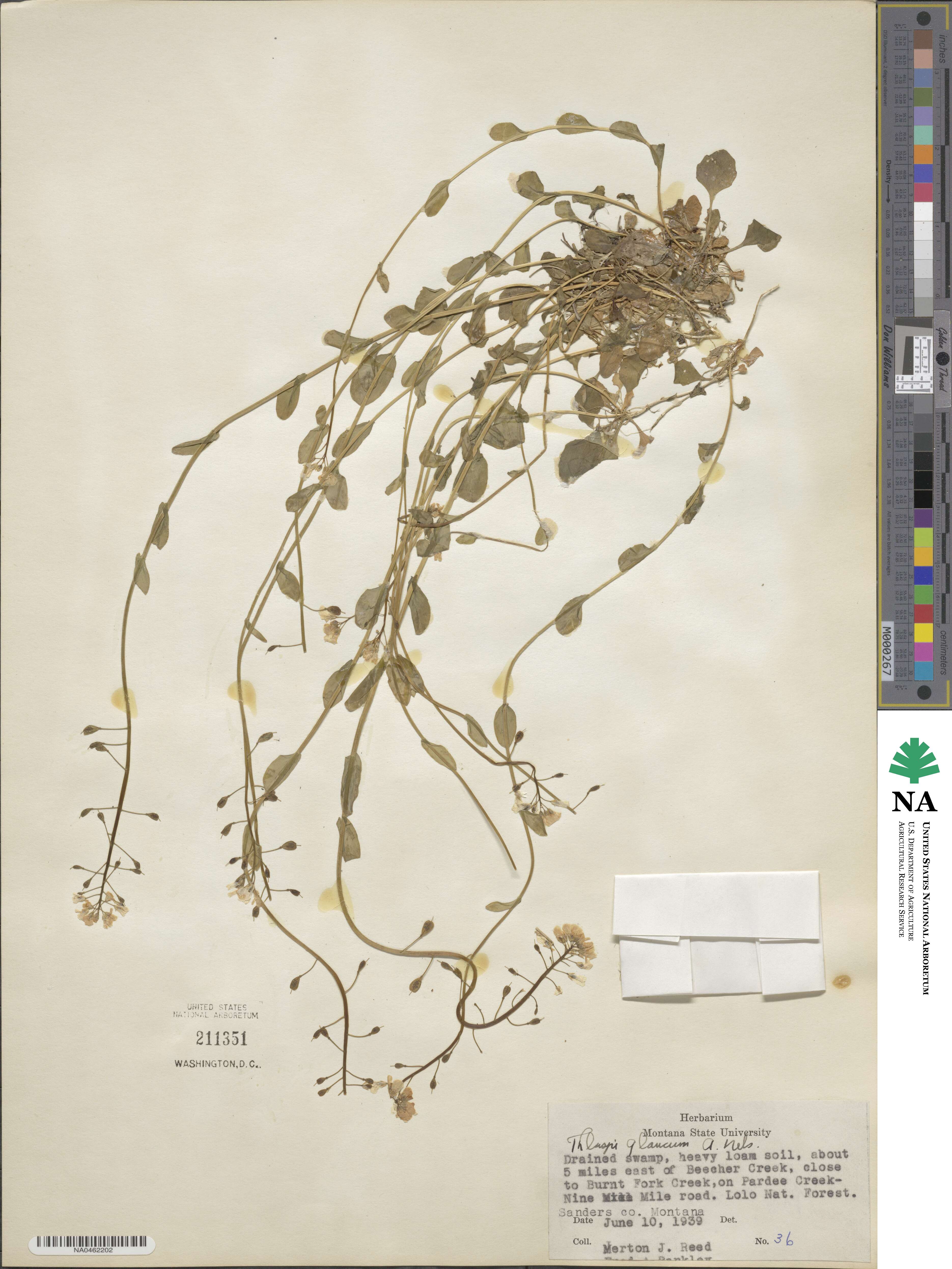 Thlaspi glaucum image