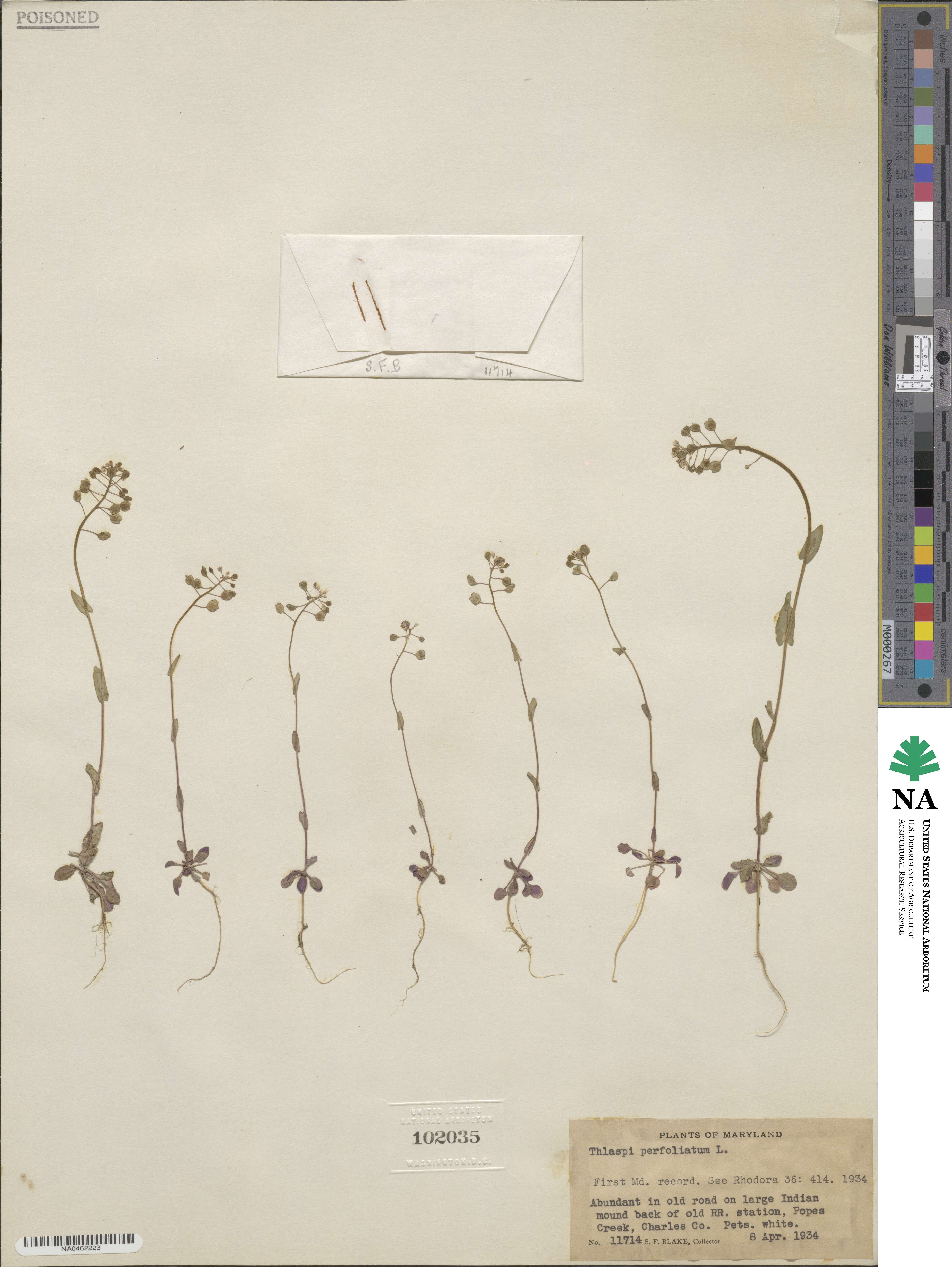 Noccaea perfoliata image
