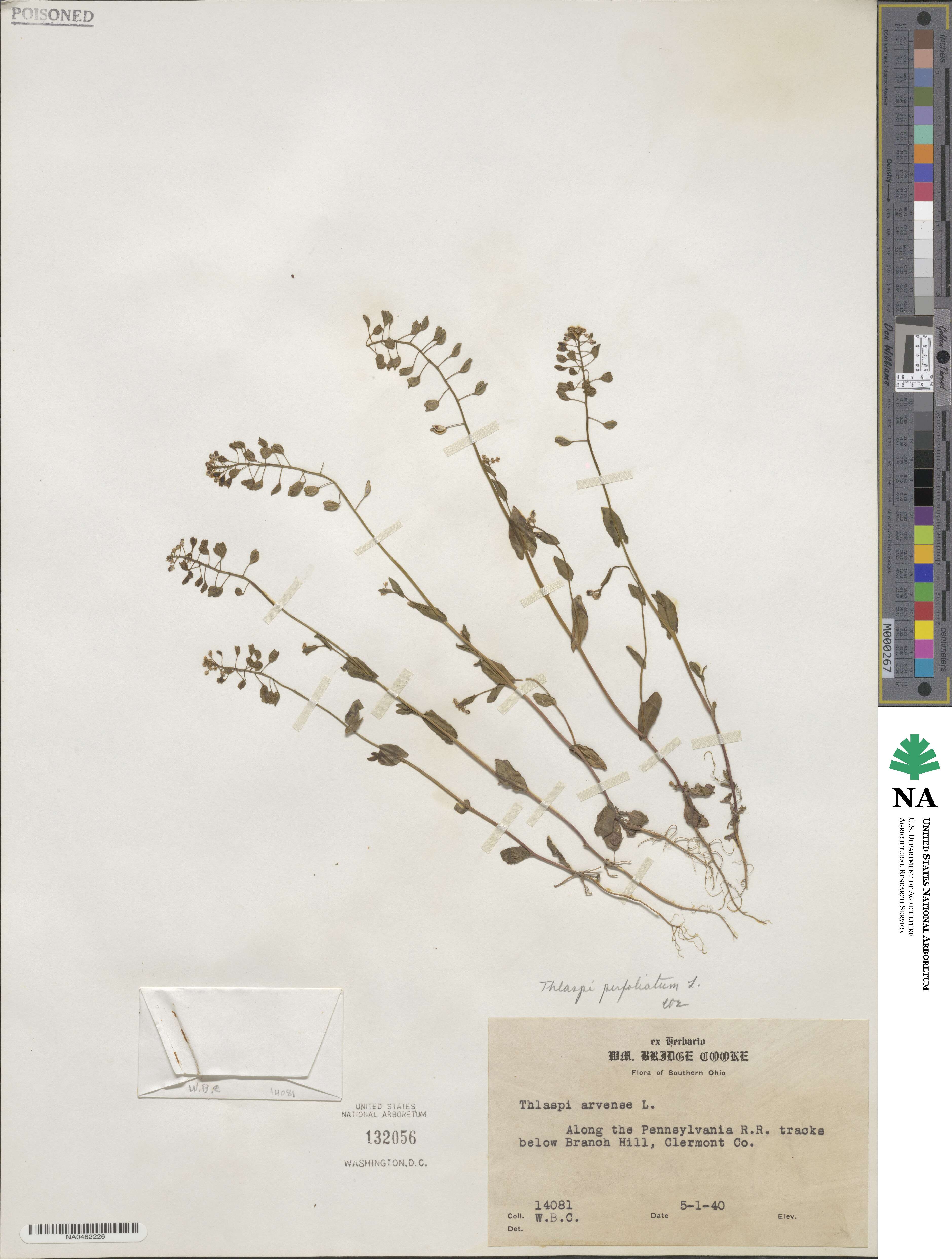Noccaea perfoliata image